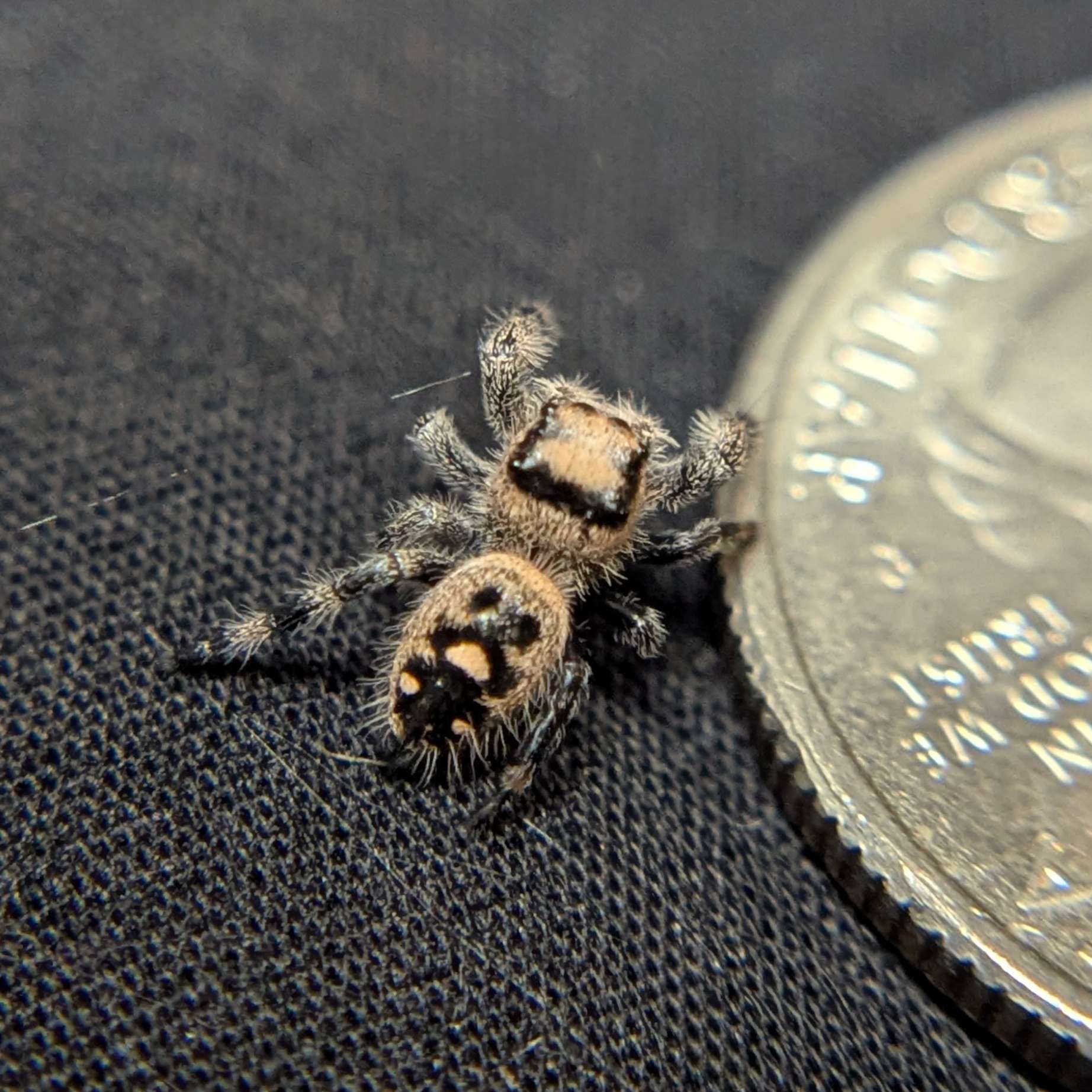 Female Regal Jumping Spider Nugget - Back View