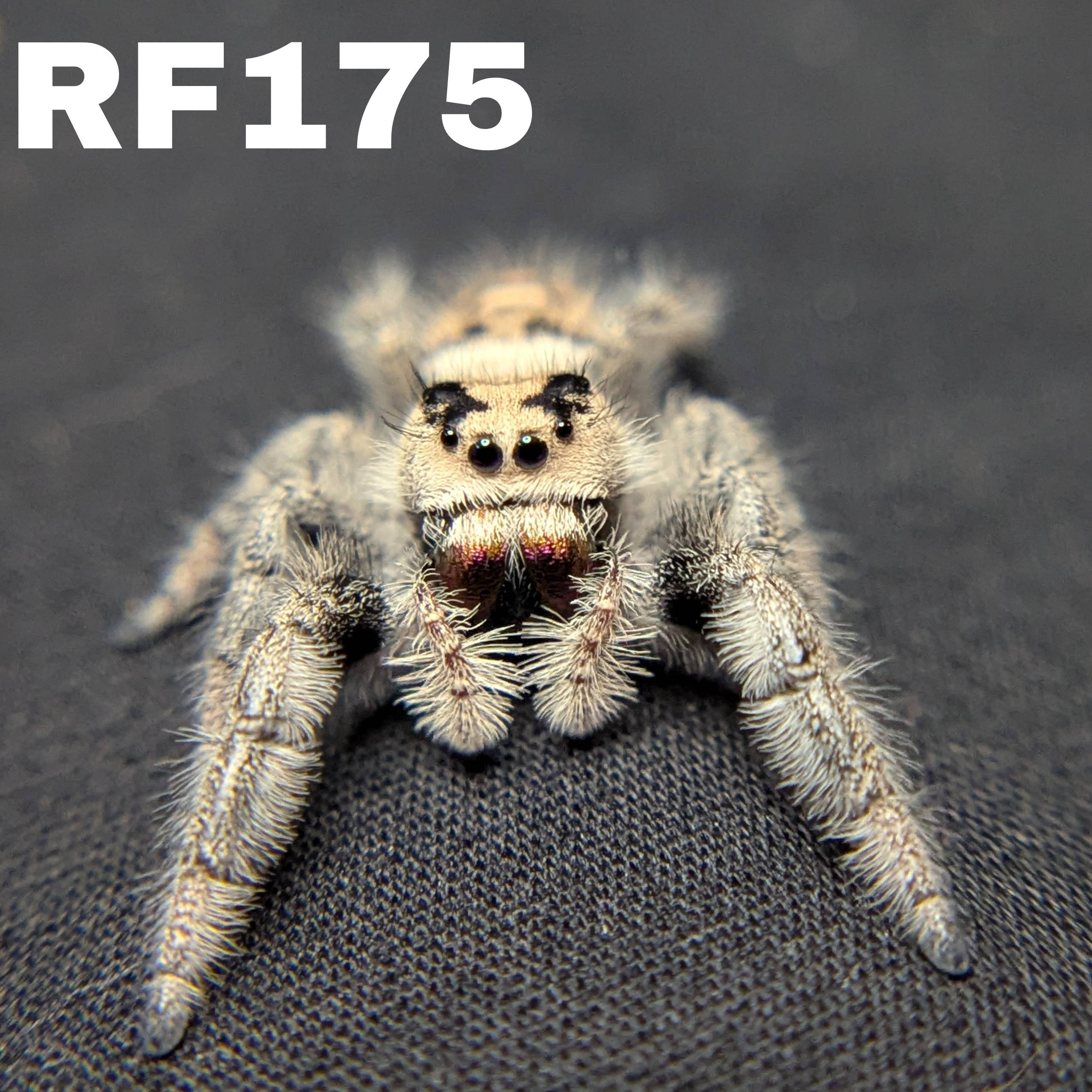 Female Regal Jumping Spider Mozzarella - SKU CODE
