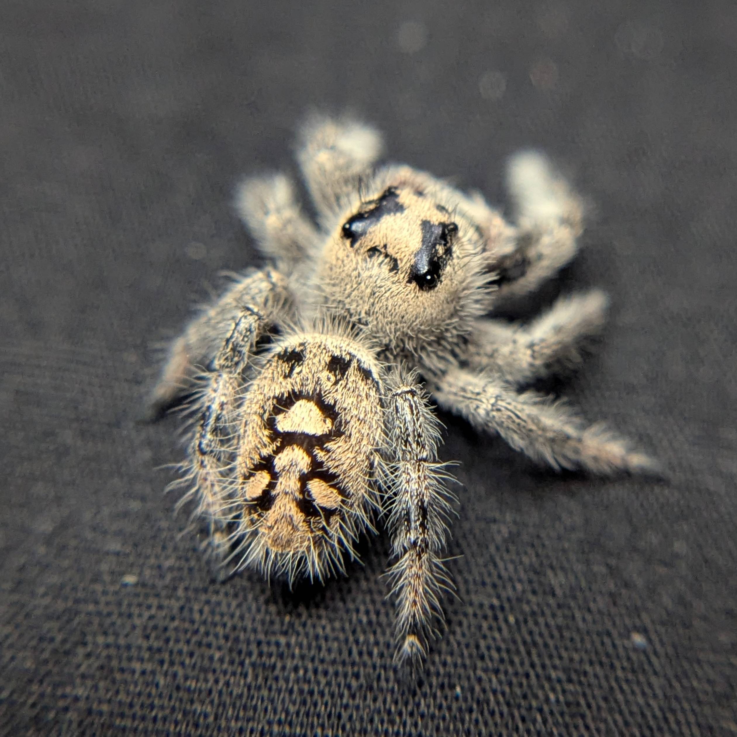 Female Regal Jumping Spider Mozzarella - Back View