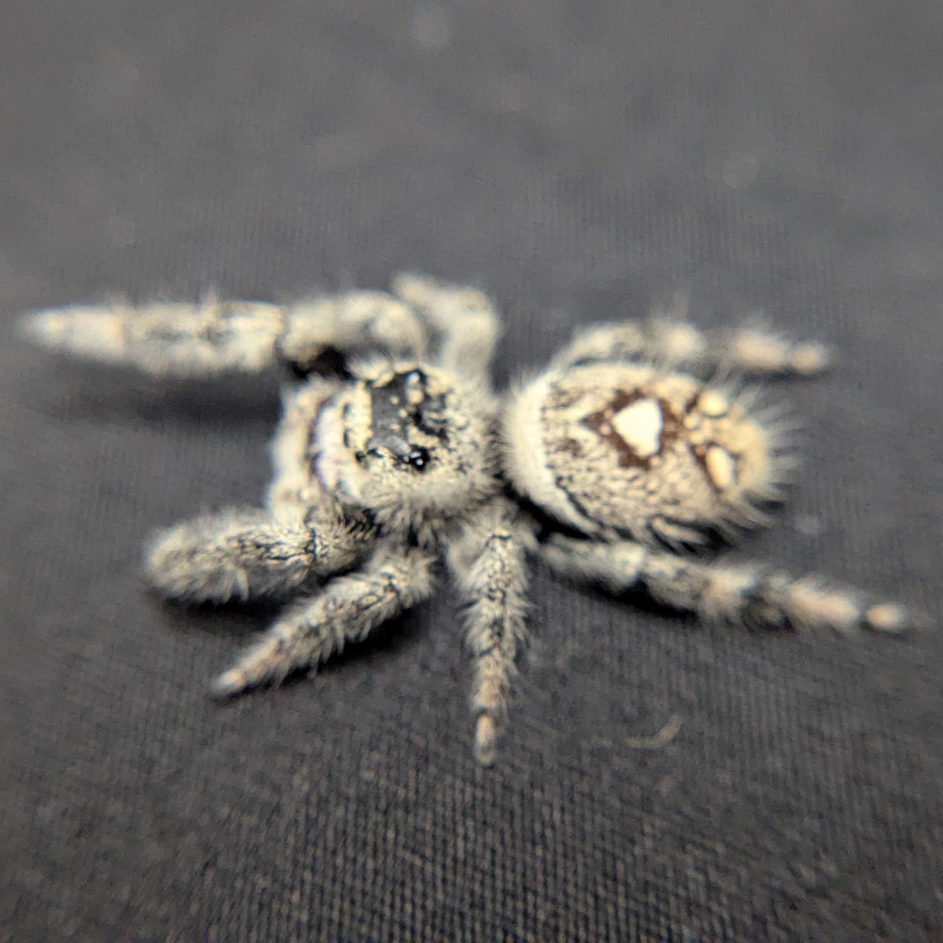 Female Regal Jumping Spider Gumdrop - TOP VIEW