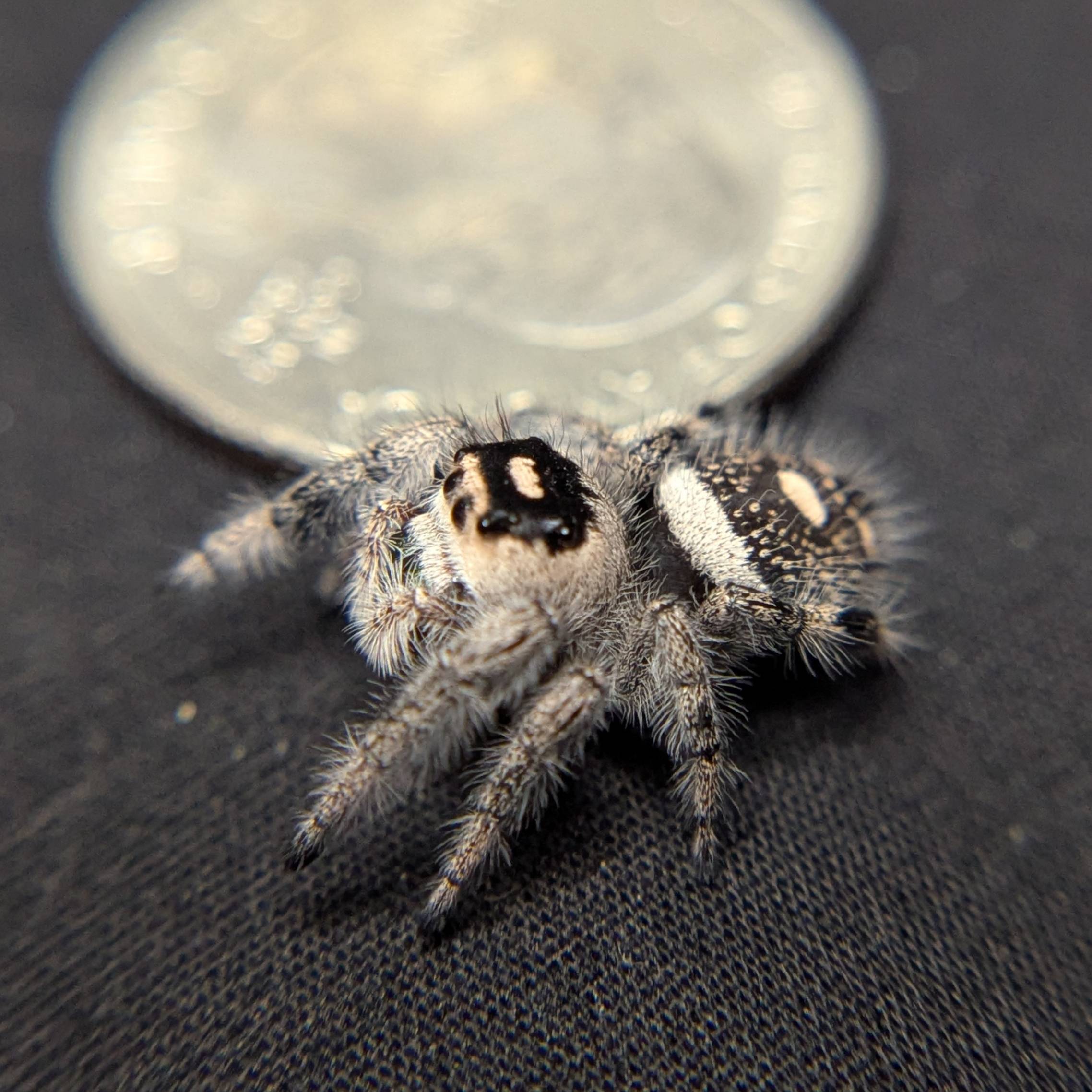 Female Regal Jumping Spider Venom - Side View