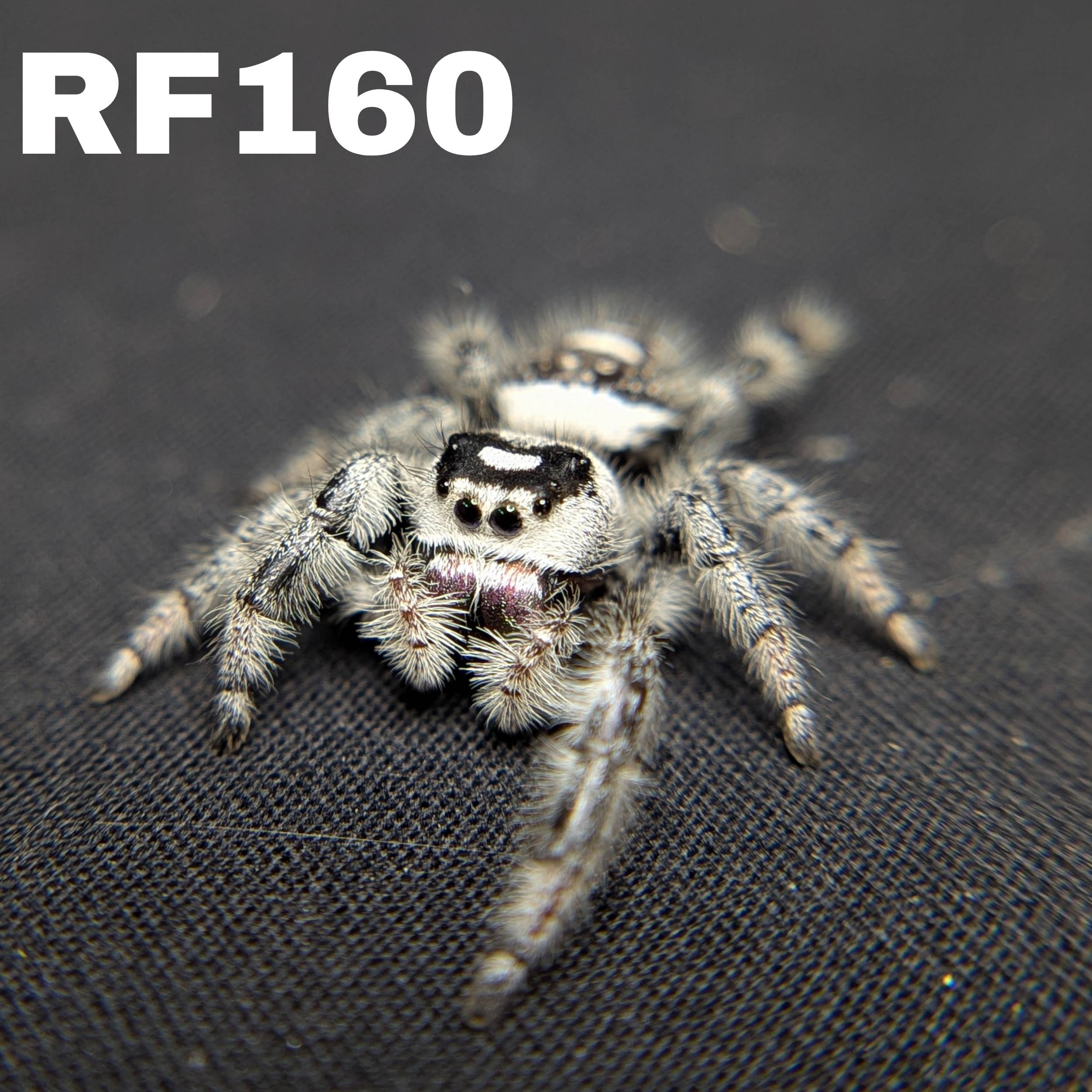 Female Regal Jumping Spider Cookies n Cream - SKU CODE