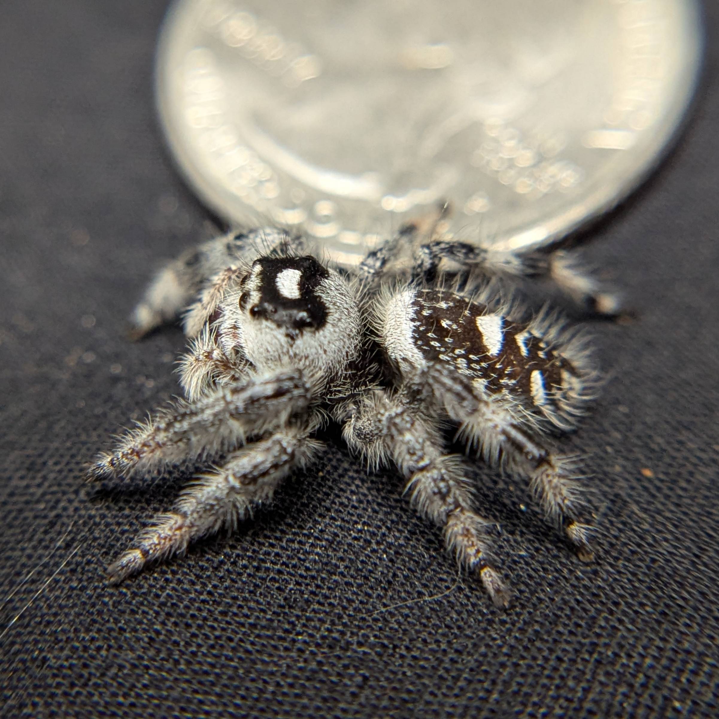 Female Regal Jumping Spider Cookies n Cream - Side View