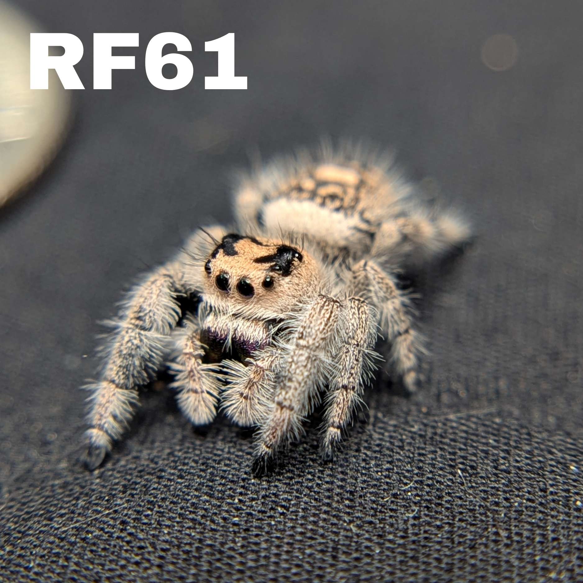 Female Regal Jumping Spider Brownie - SKU CODE