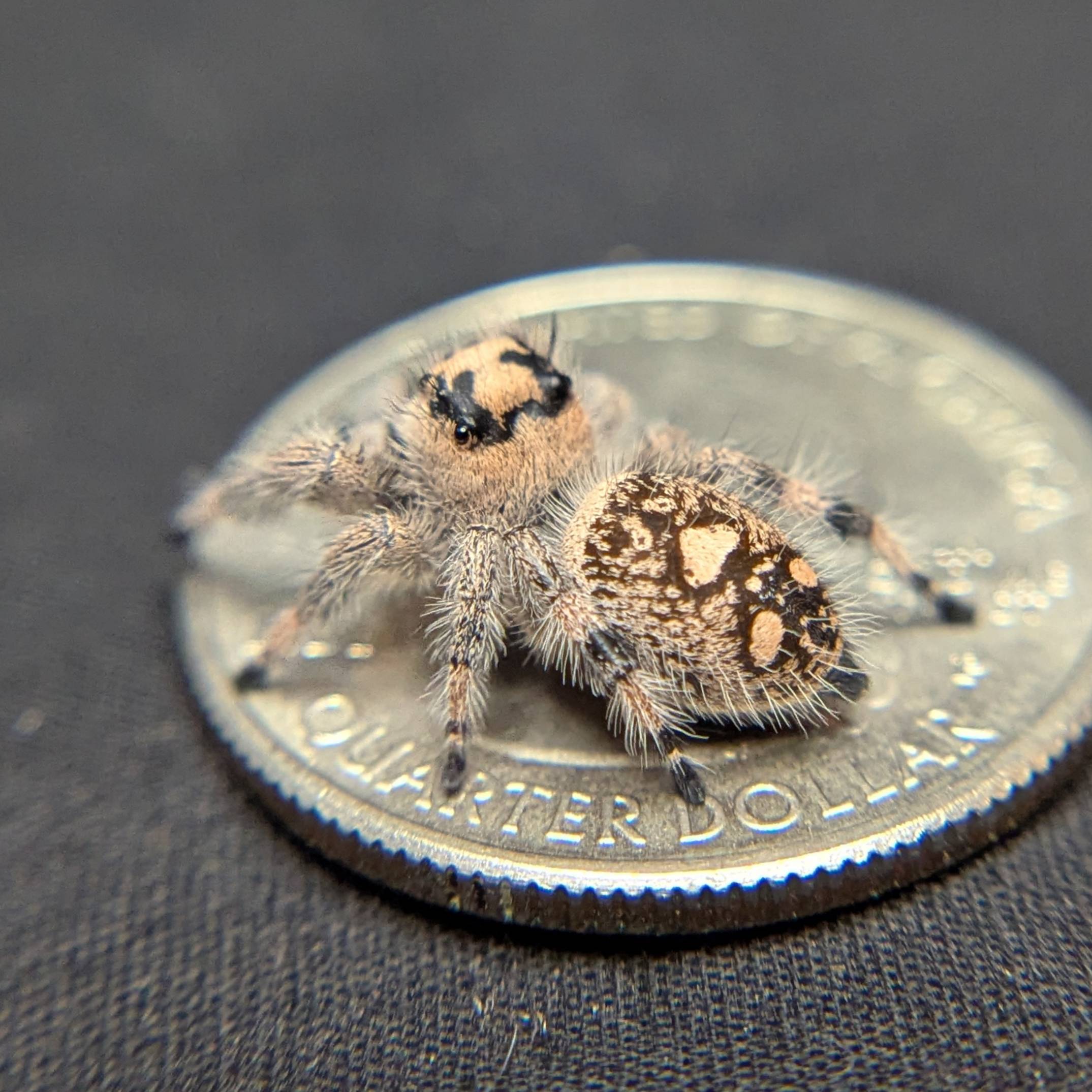 Female Regal Jumping Spider Brownie - Back View