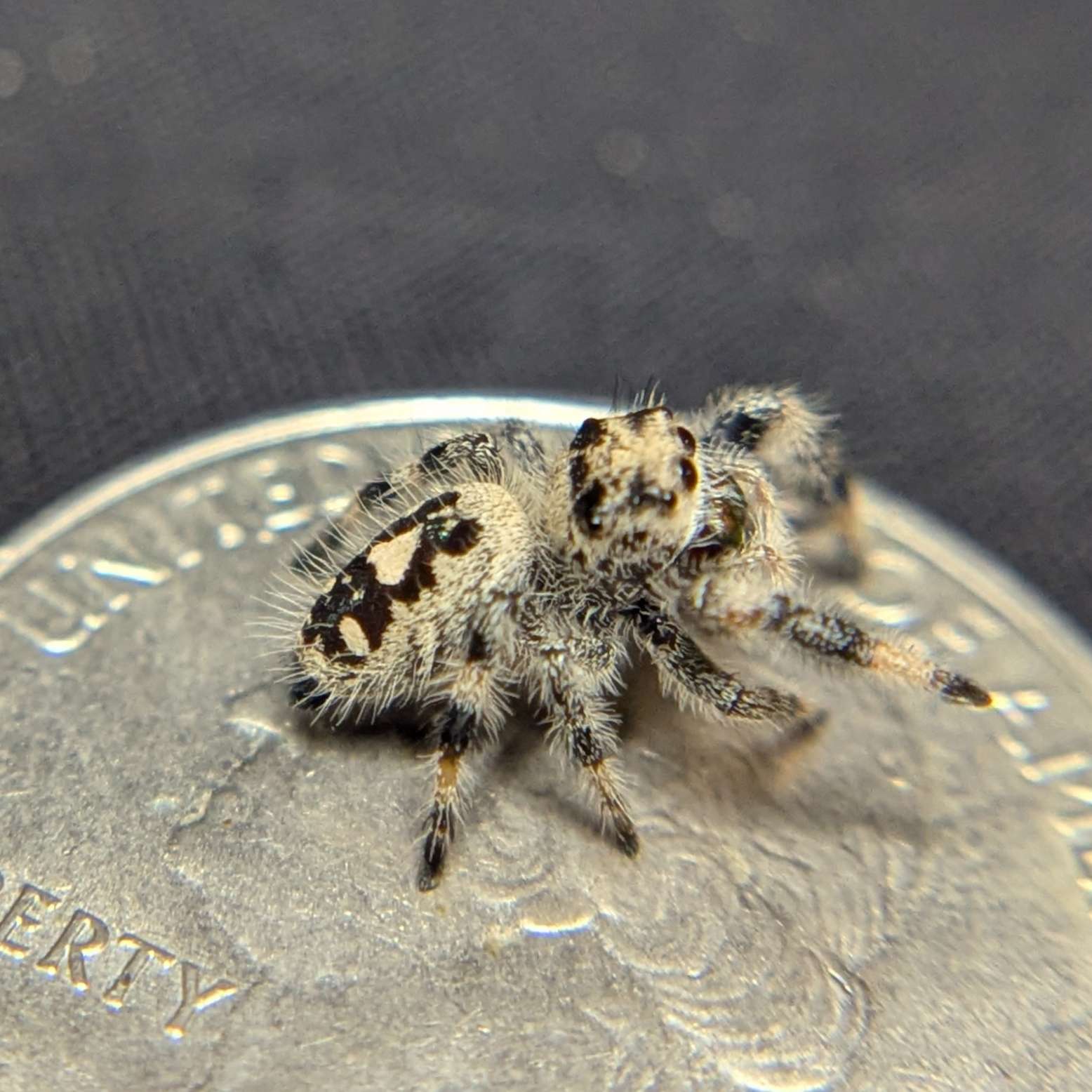 Female Regal Jumping Spider Lemon - Side View
