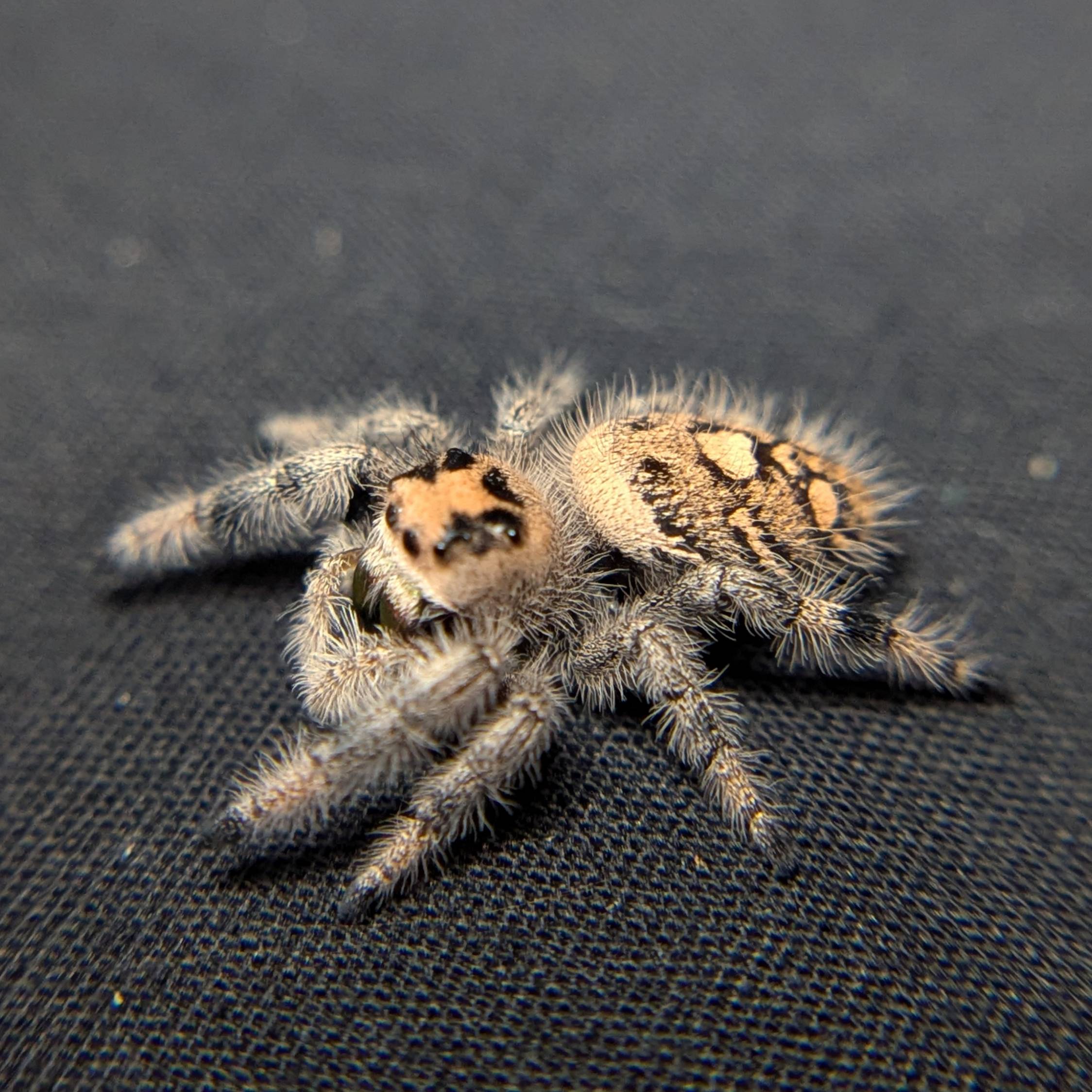 Female Regal Jumping Spider Saffron - Side View