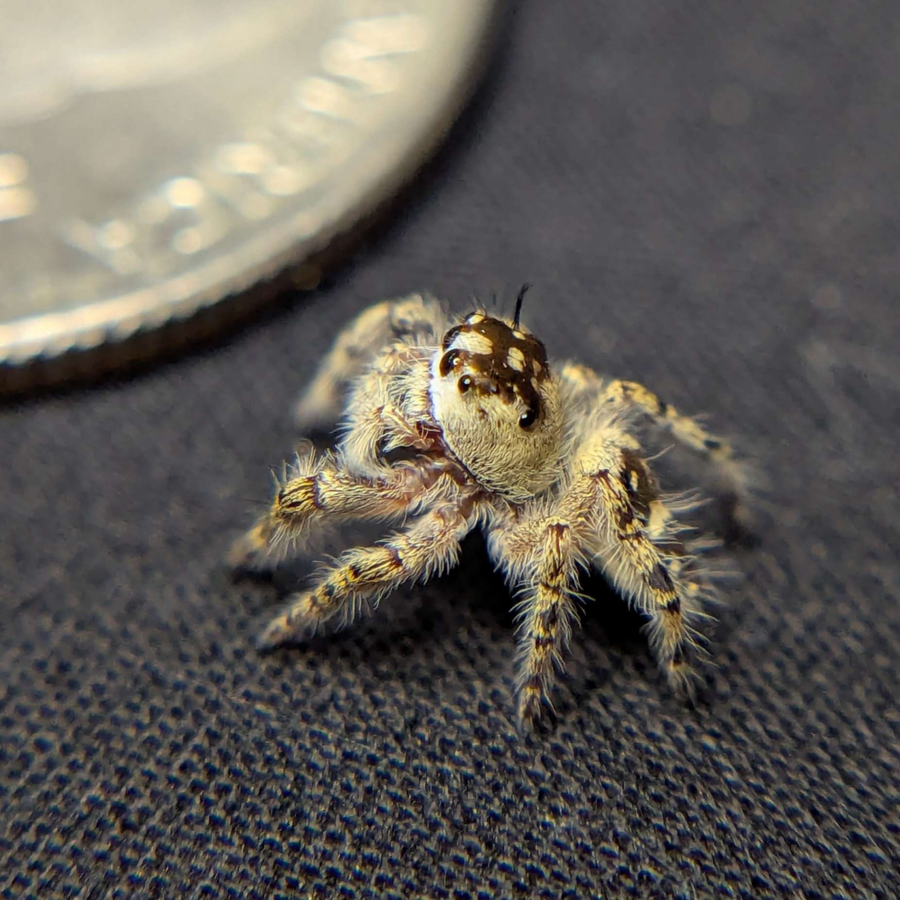 Female Otiosus Jumping Spider Willow - Side View