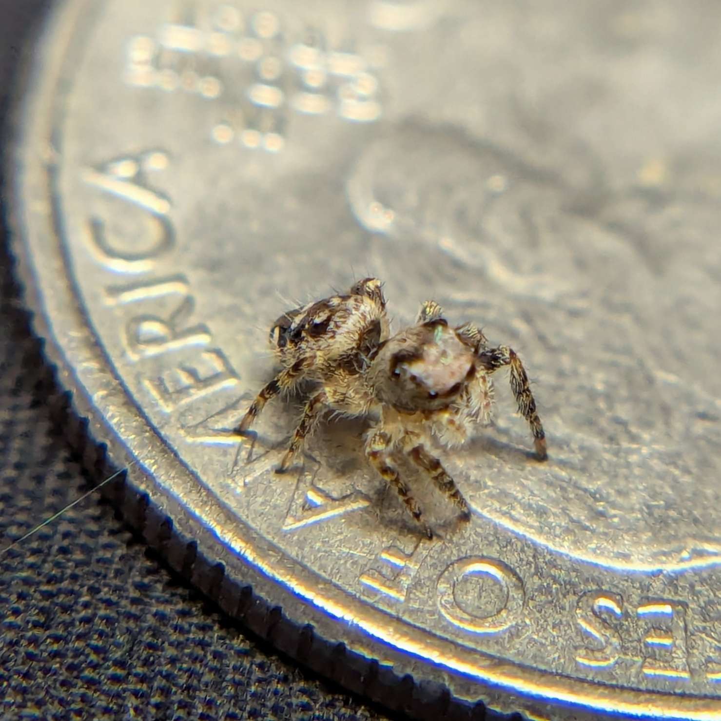 Female Otiosus Jumping Spider Chai - Side View