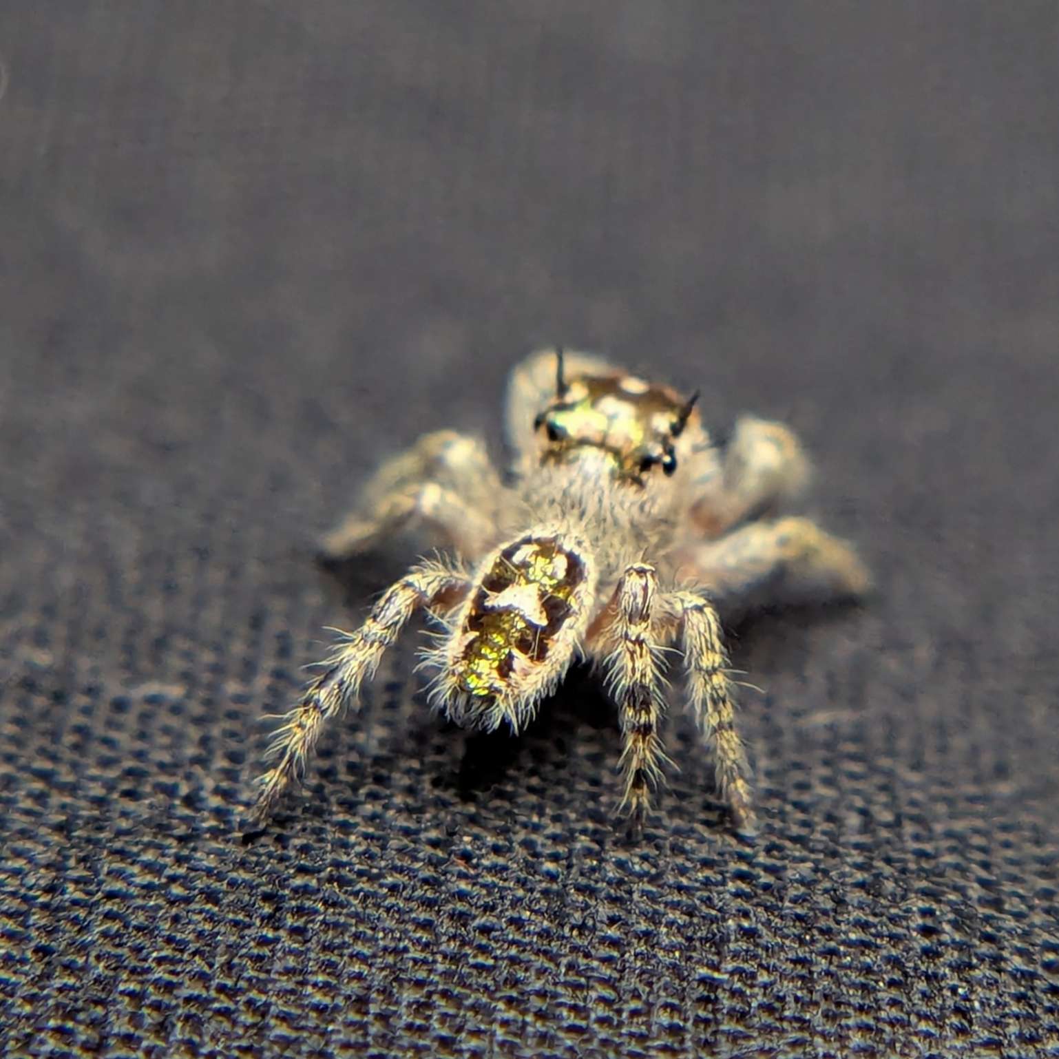 Female Otiosus Jumping Spider Dewdrop - Back View