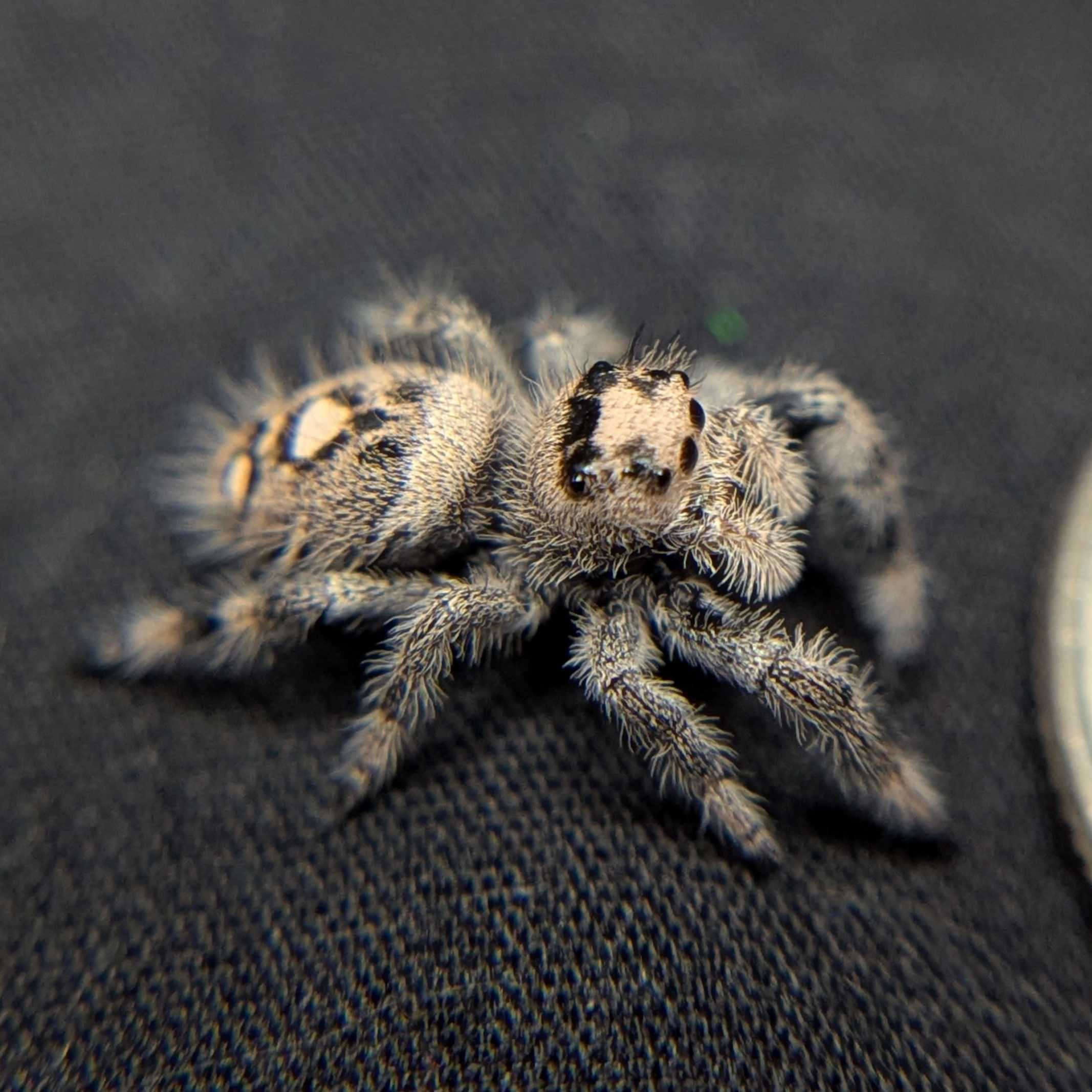 Female Regal Jumping Spider Ginger - Side View