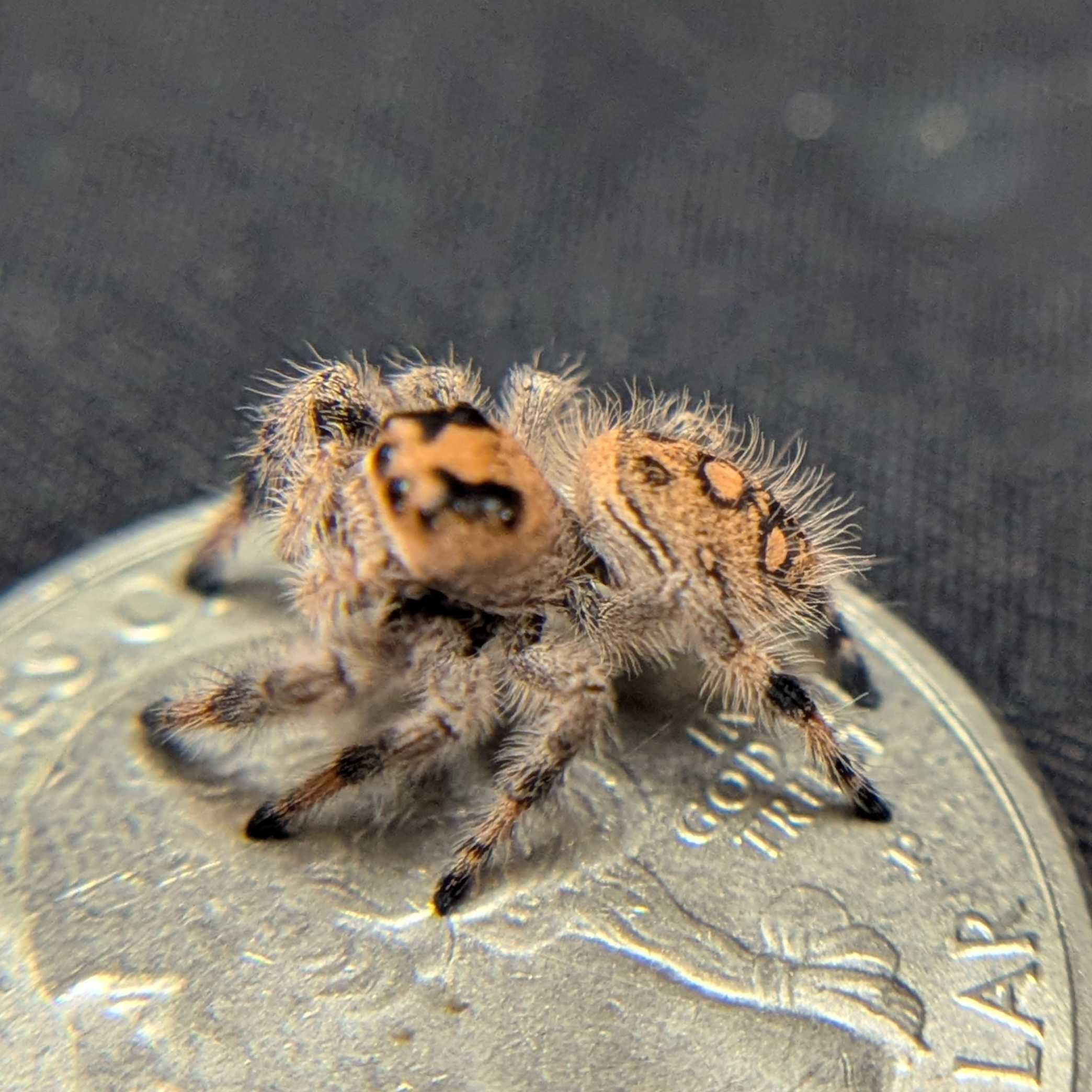 Female Regal Jumping Spider Sunkiss - Side View