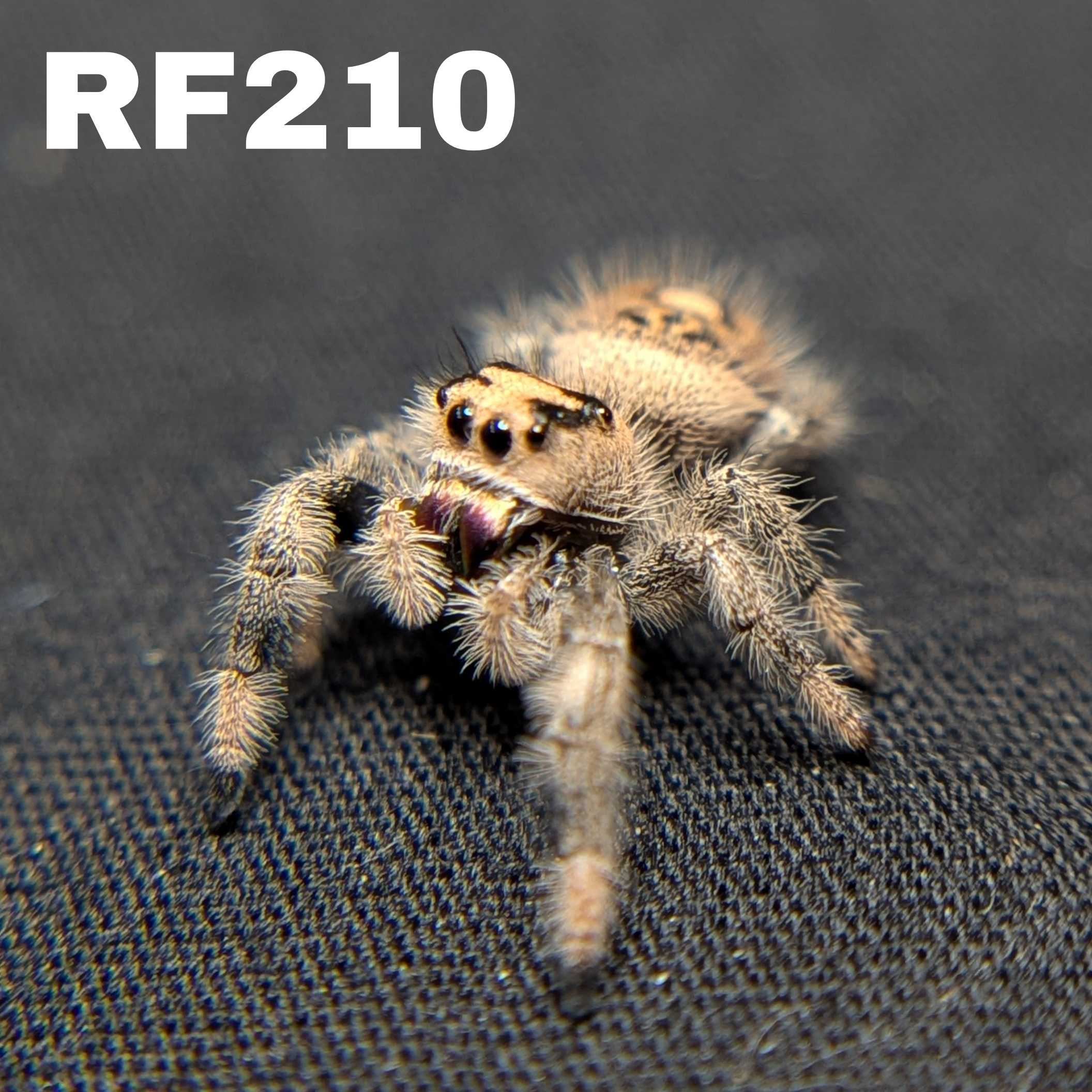 Female Regal Jumping Spider Dreamcicle - SKU CODE