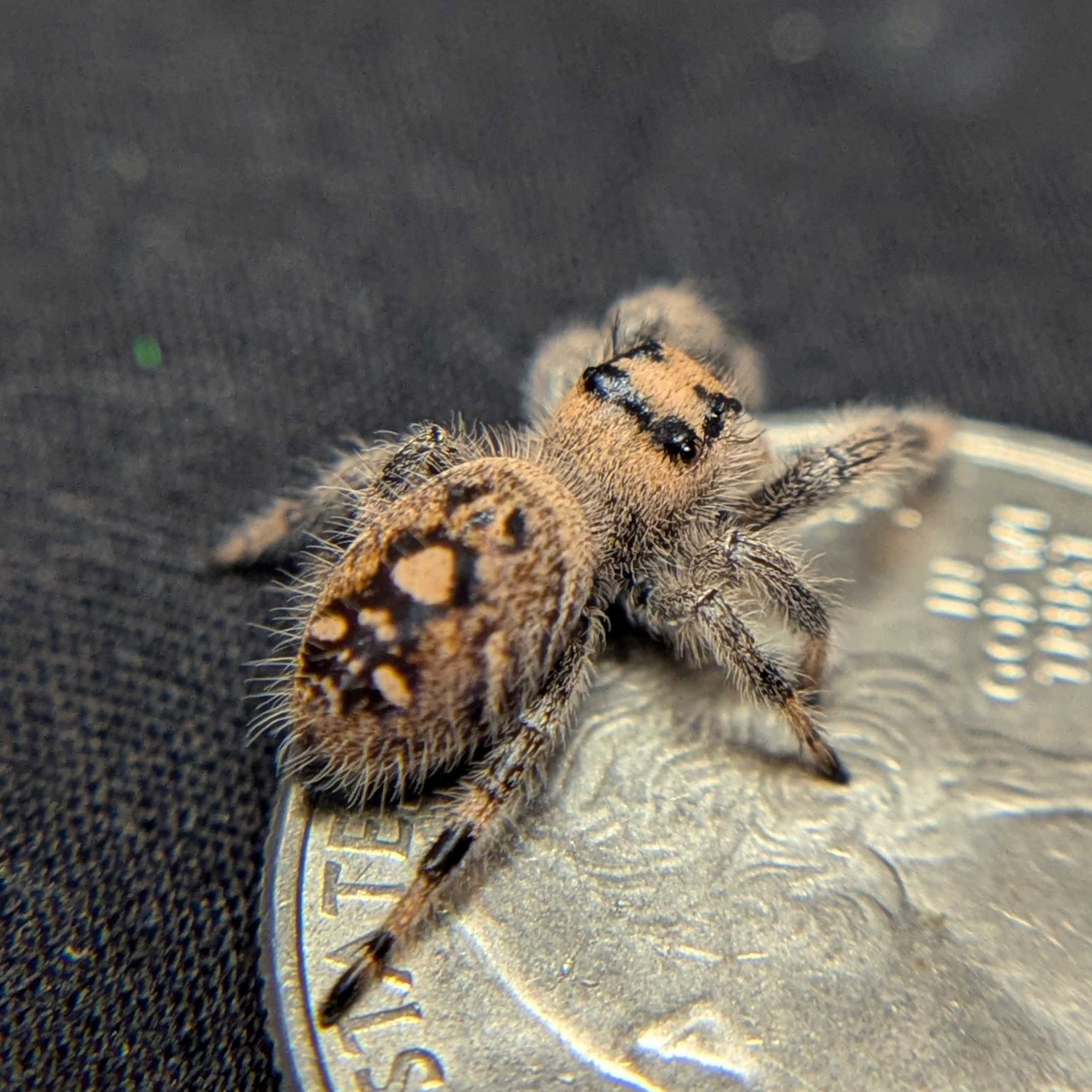 Female Regal Jumping Spider Dreamcicle - Back View