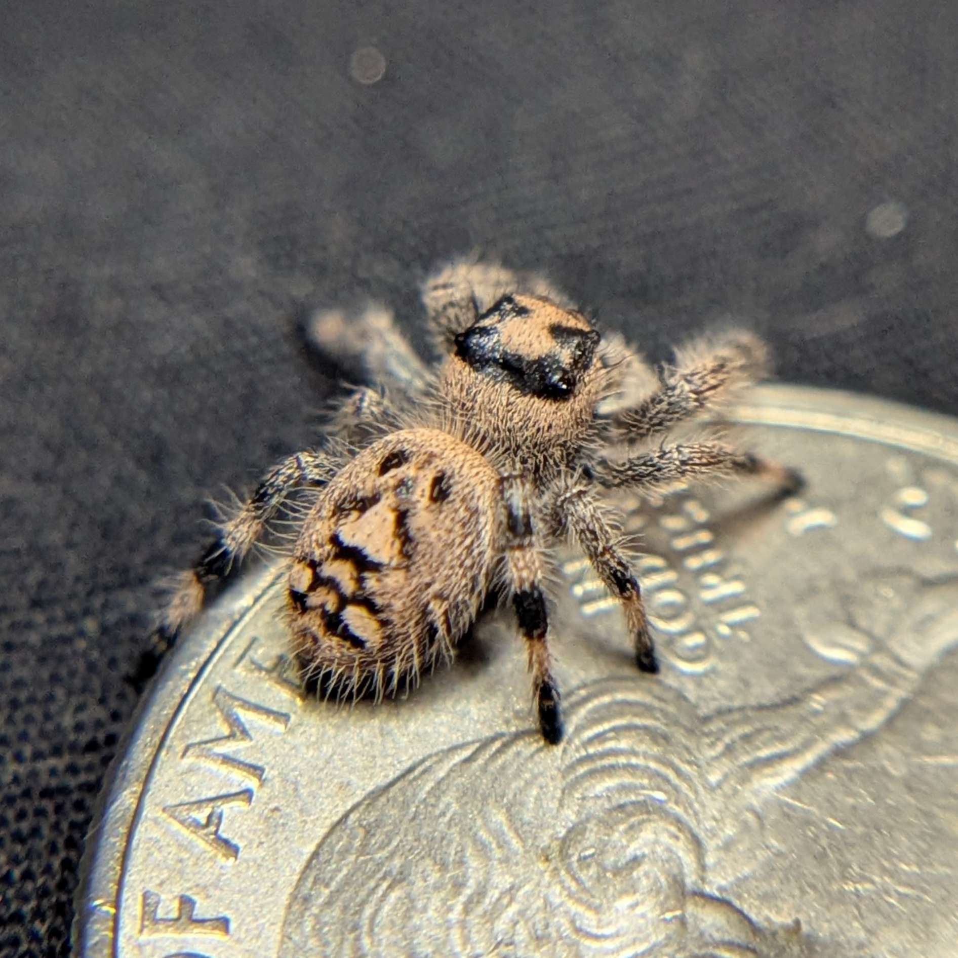Female Regal Jumping Spider Gingersnap - Back View