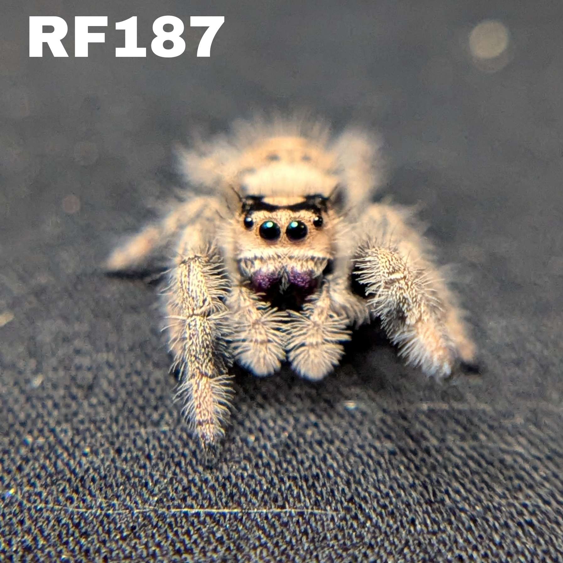 Female Regal Jumping Spider Fantasy - SKU CODE