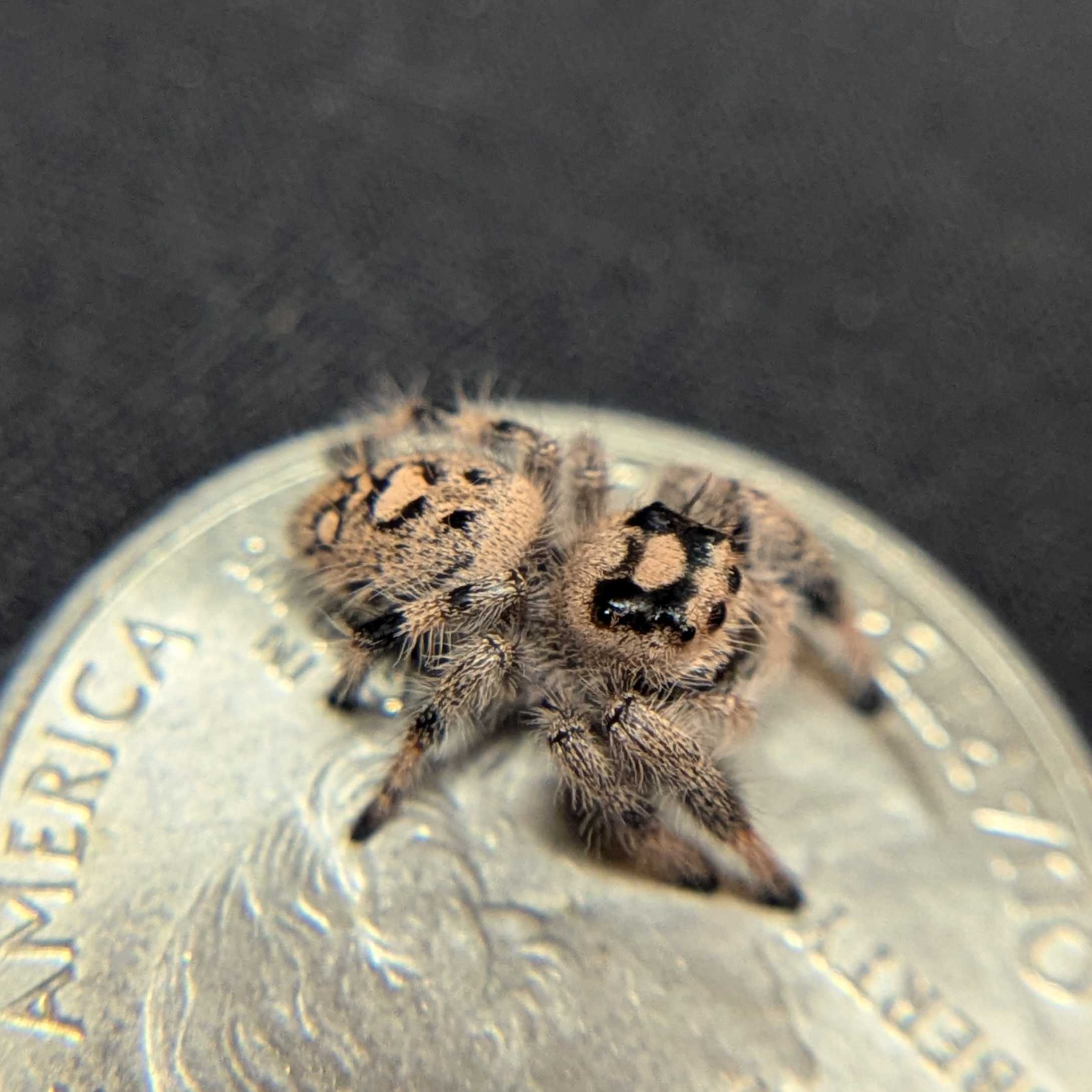 Female Regal Jumping Spider Fantasy - Top View