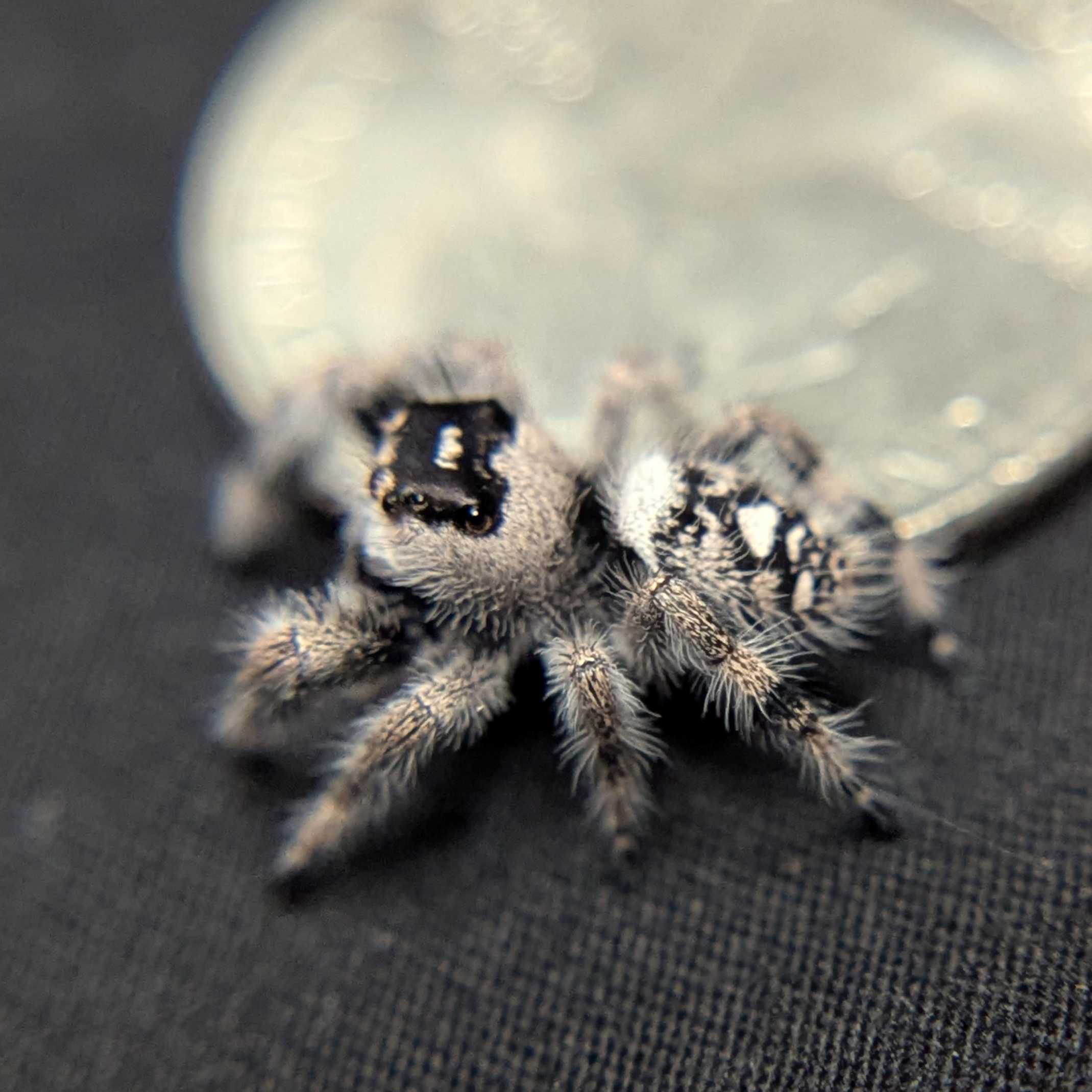 Female Regal Jumping Spider Snowball - Side View