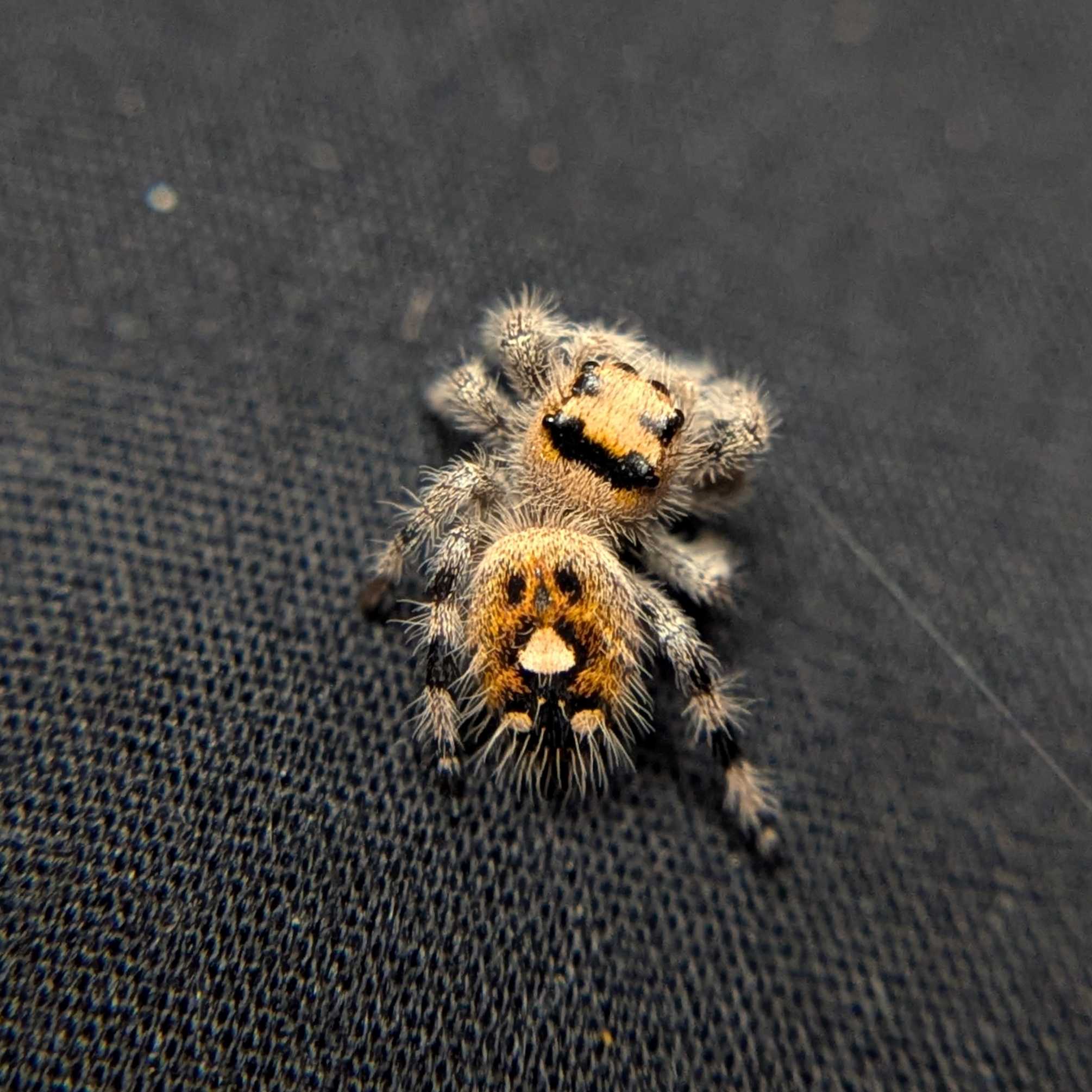 Female Regal Jumping Spider Tiger - Back View