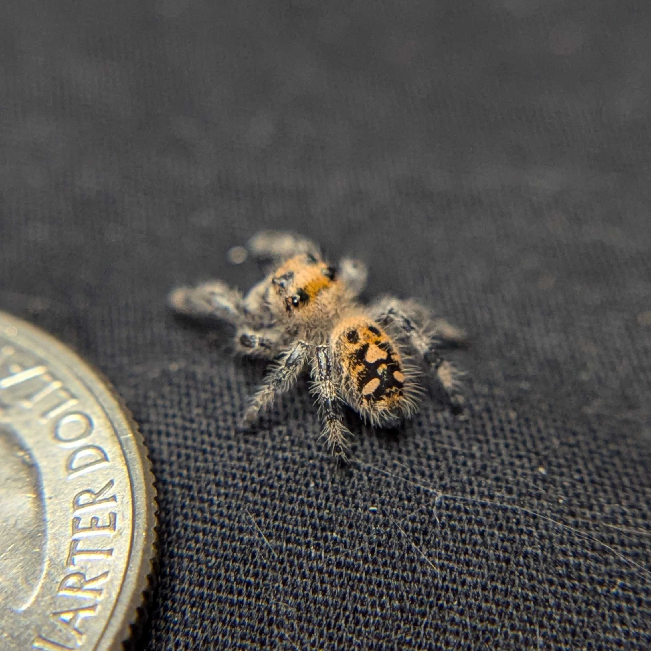 Female Regal Jumping Spider Petal - Back View