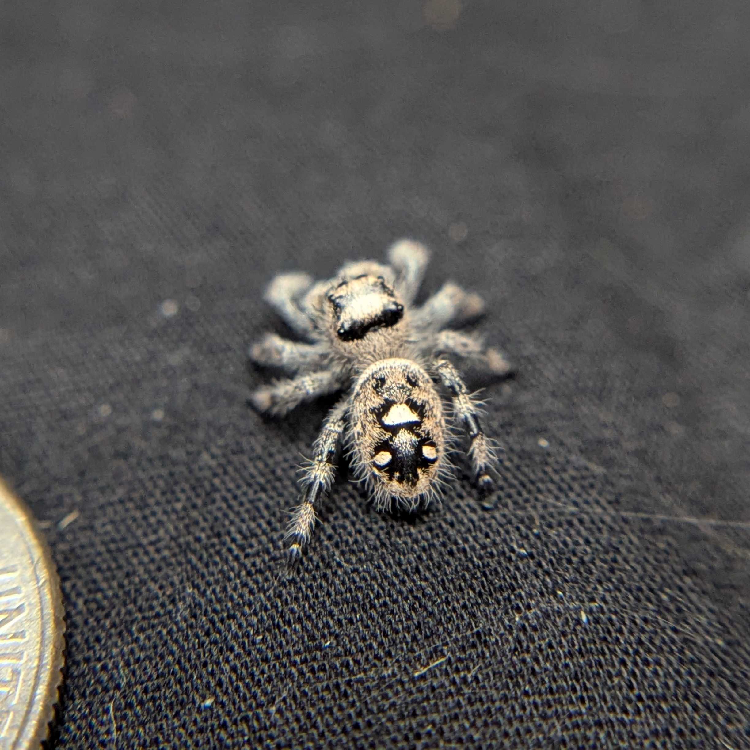 Female Regal Jumping Spider Lunaria - Back View