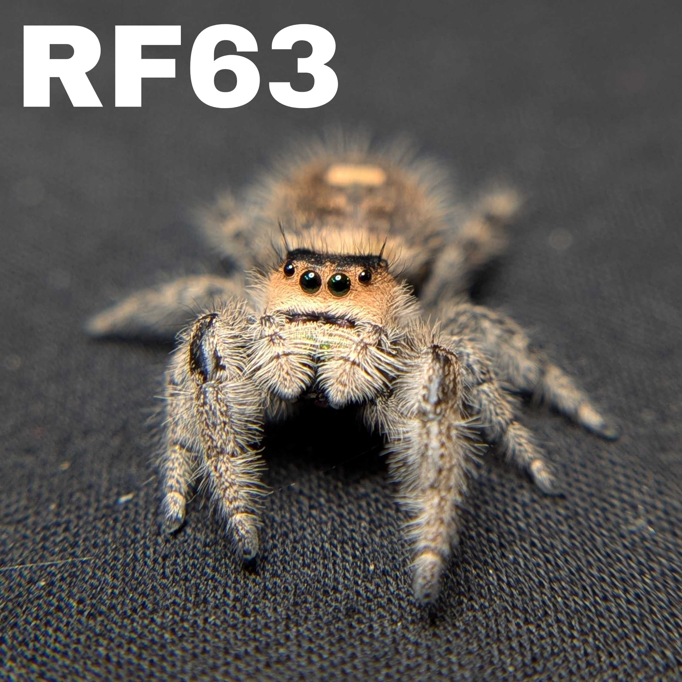 Female Regal Jumping Spider Guacamole - SKU CODE