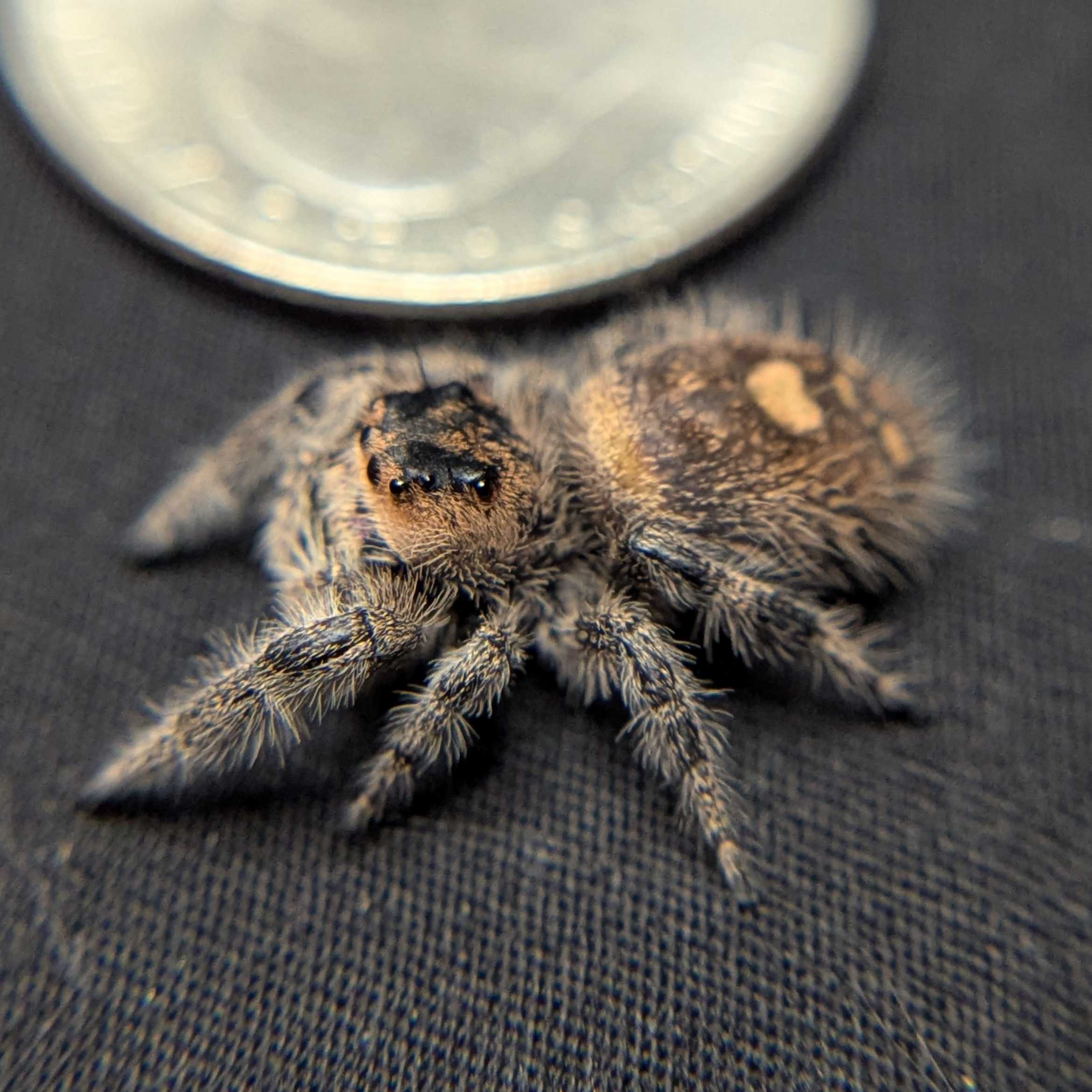 Female Regal Jumping Spider Guacamole - Side View