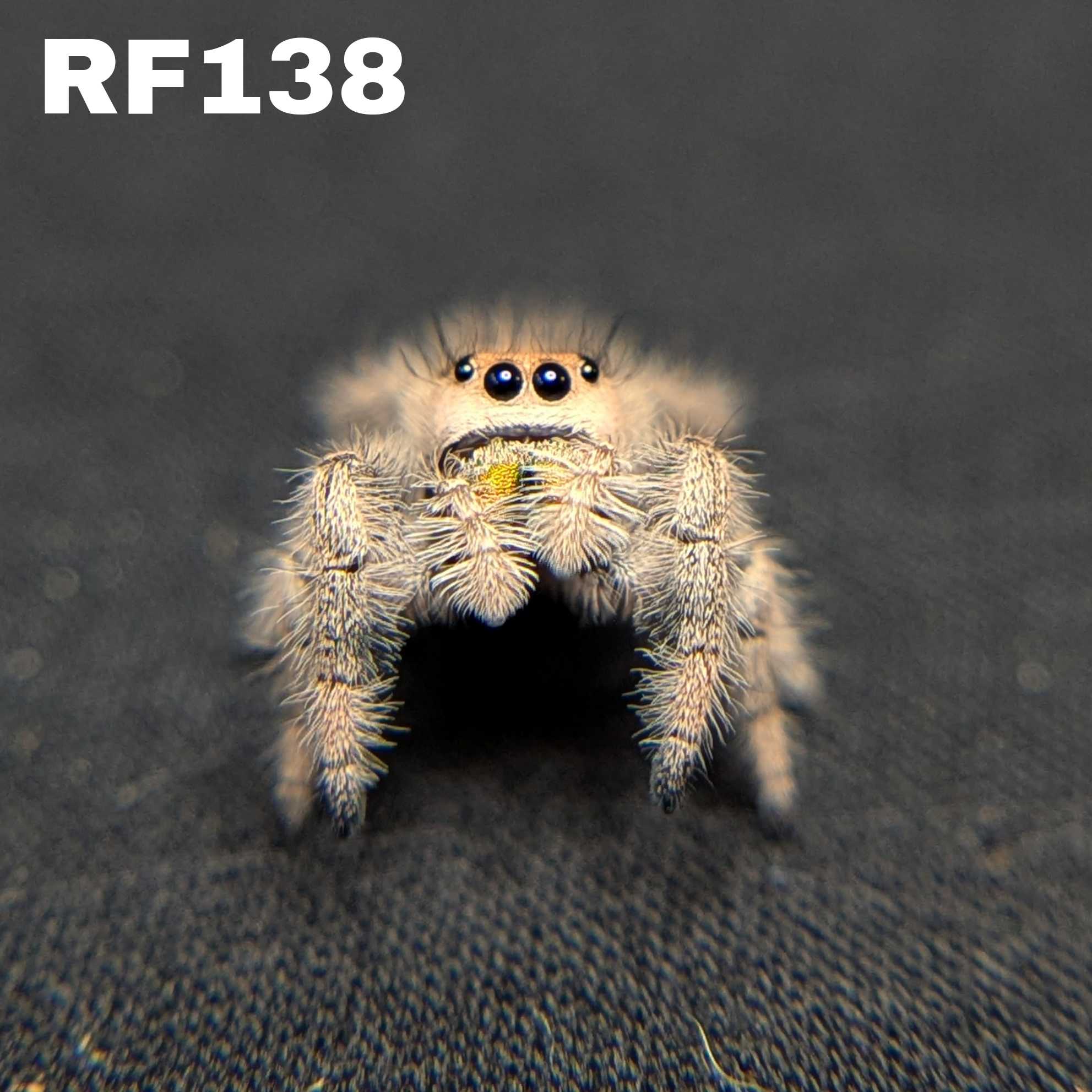 Female Regal Jumping Spider Cake Batter - SKU CODE