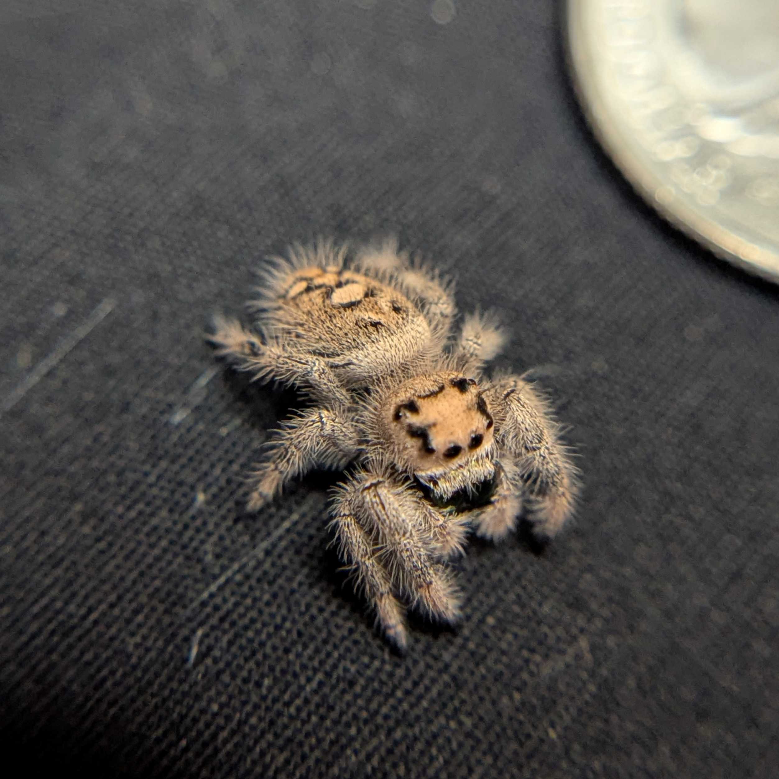 Female Regal Jumping Spider Cake Batter - Top View