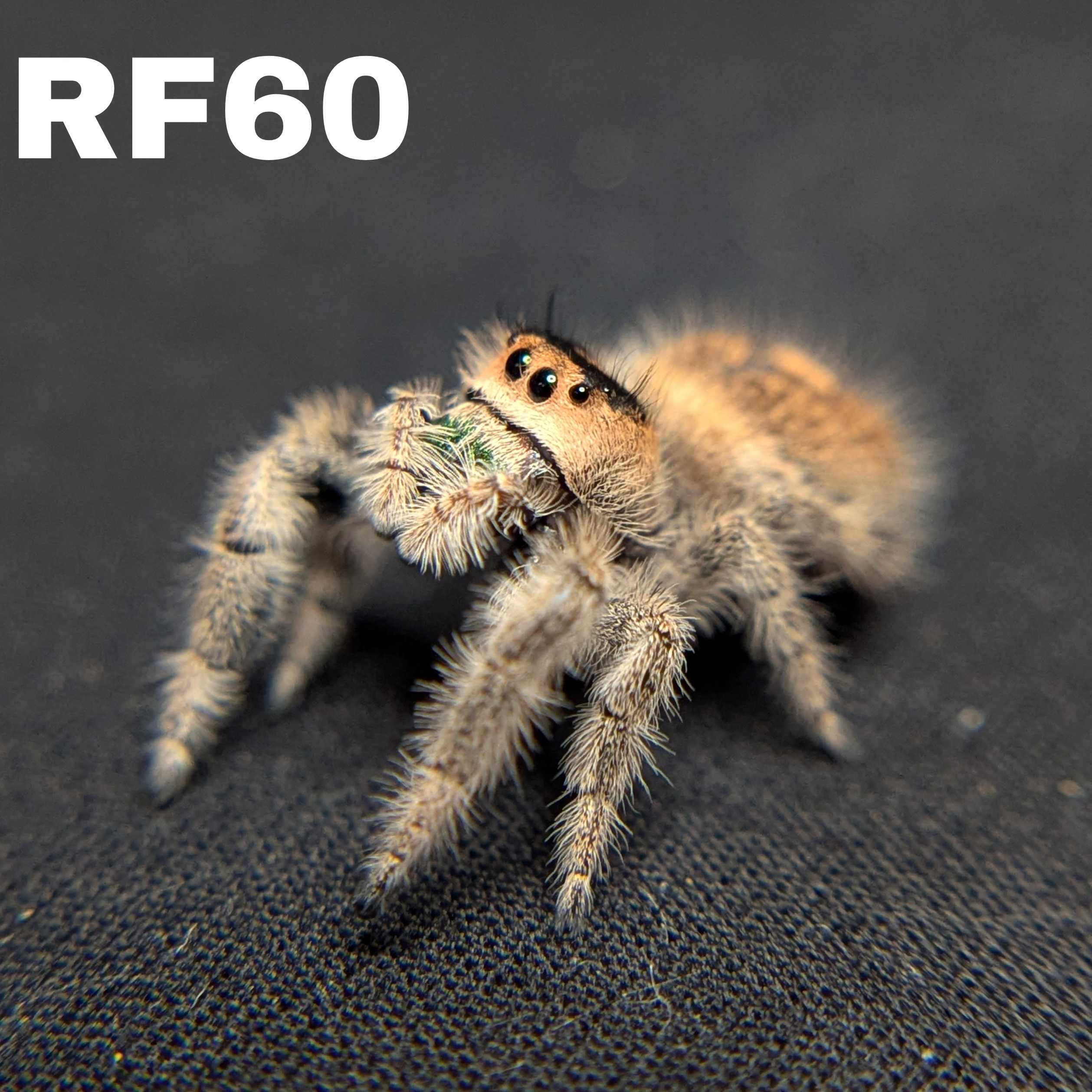 Female Regal Jumping Spider OG KUSH - SKU CODE