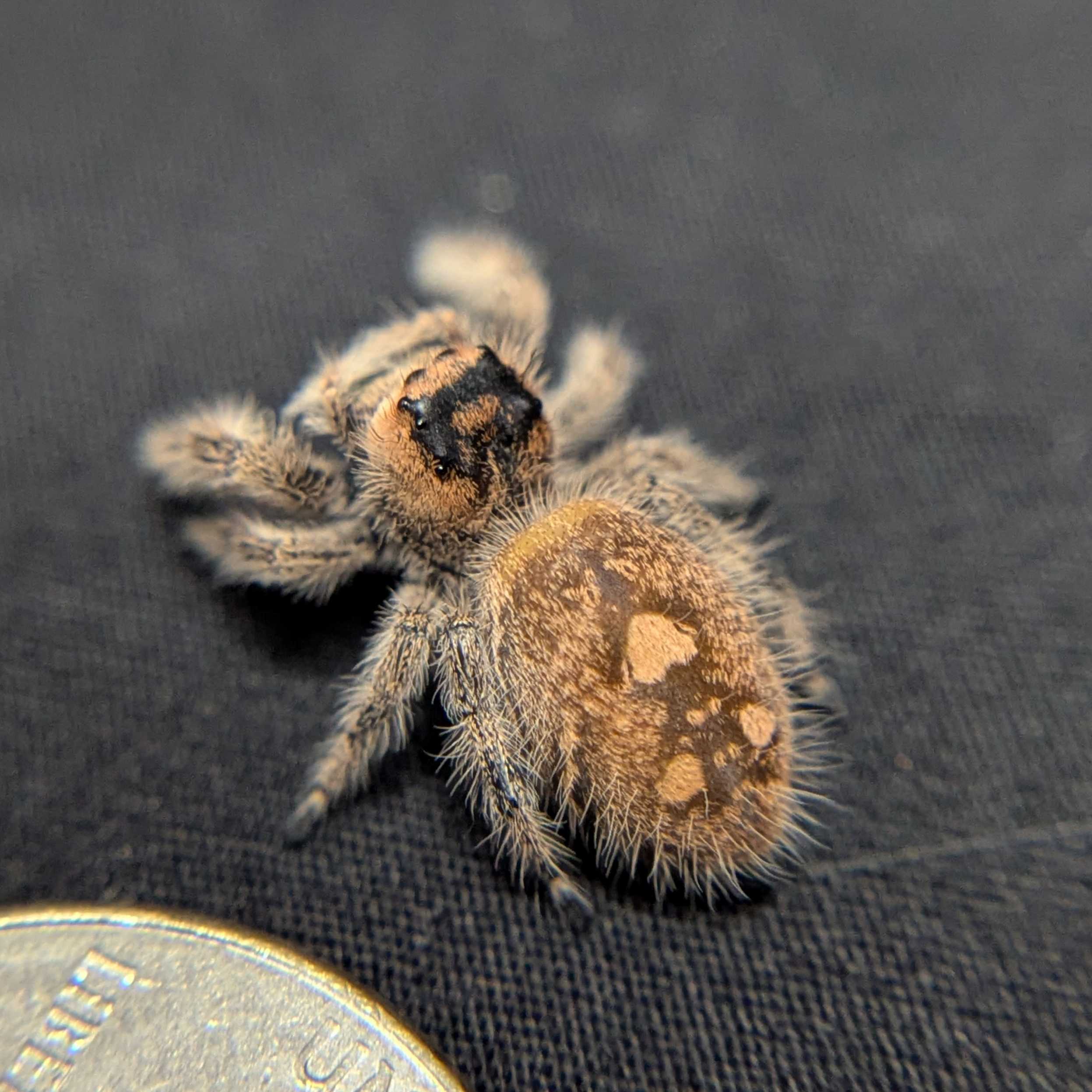 Female Regal Jumping Spider OG KUSH - Back View