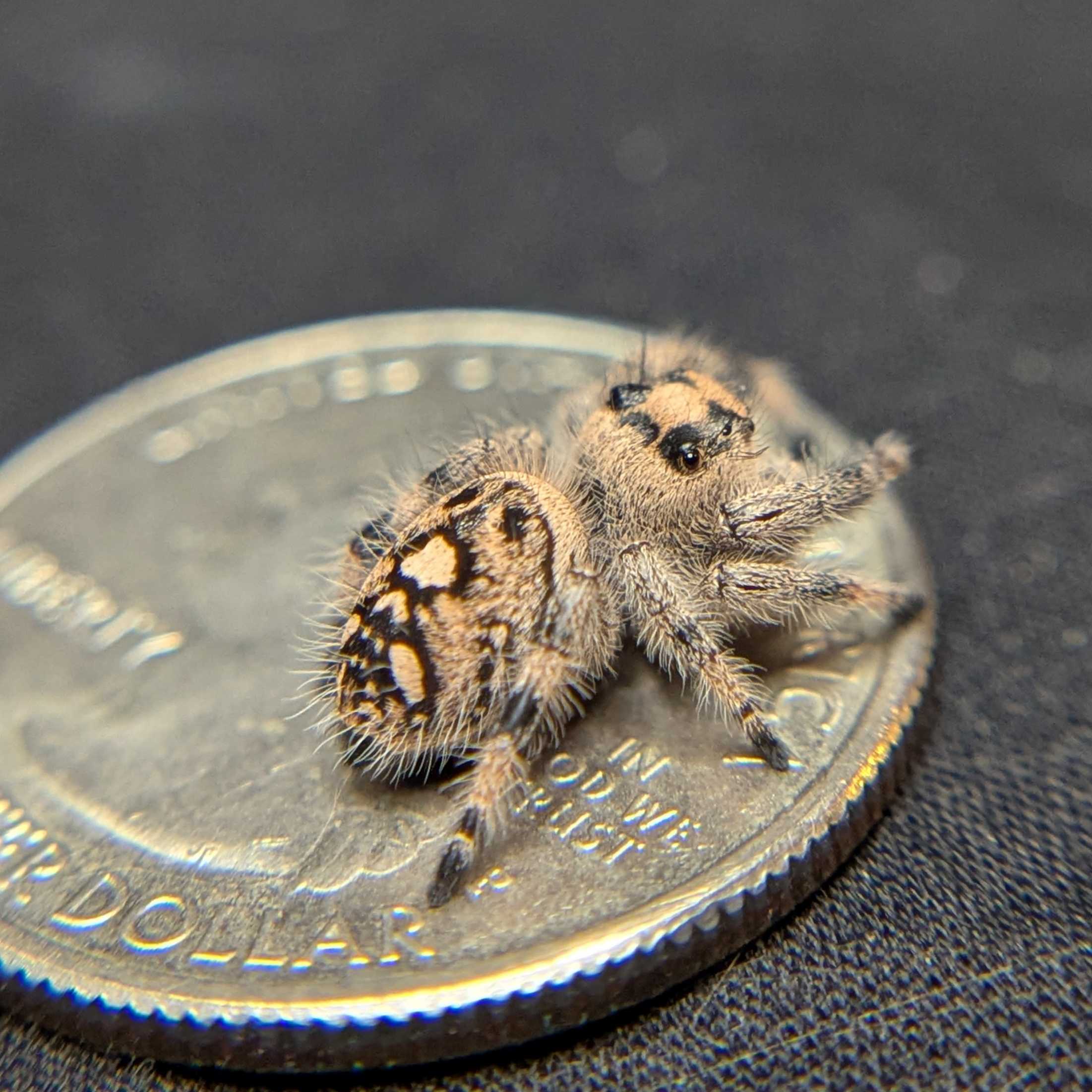 Female Regal Jumping Spider Wheat - Side View