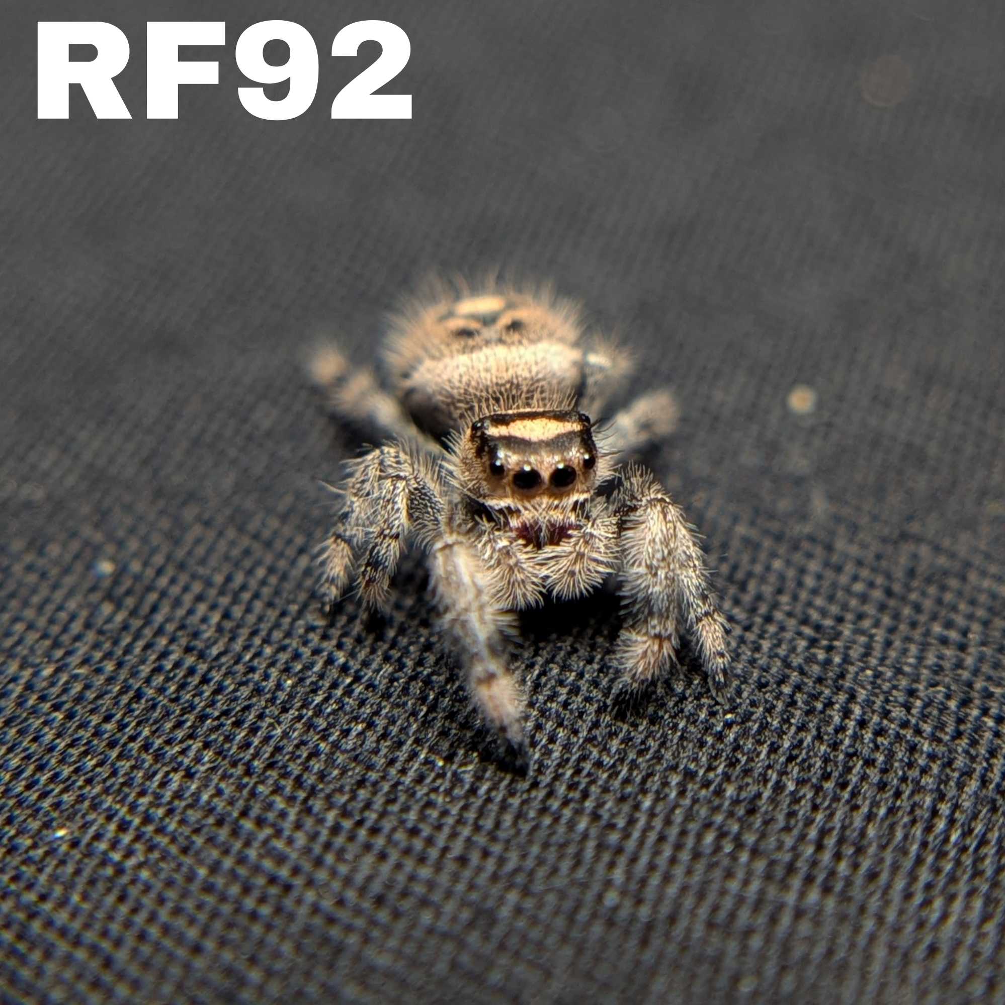 Female Regal Jumping Spider Runtz - SKU CODE
