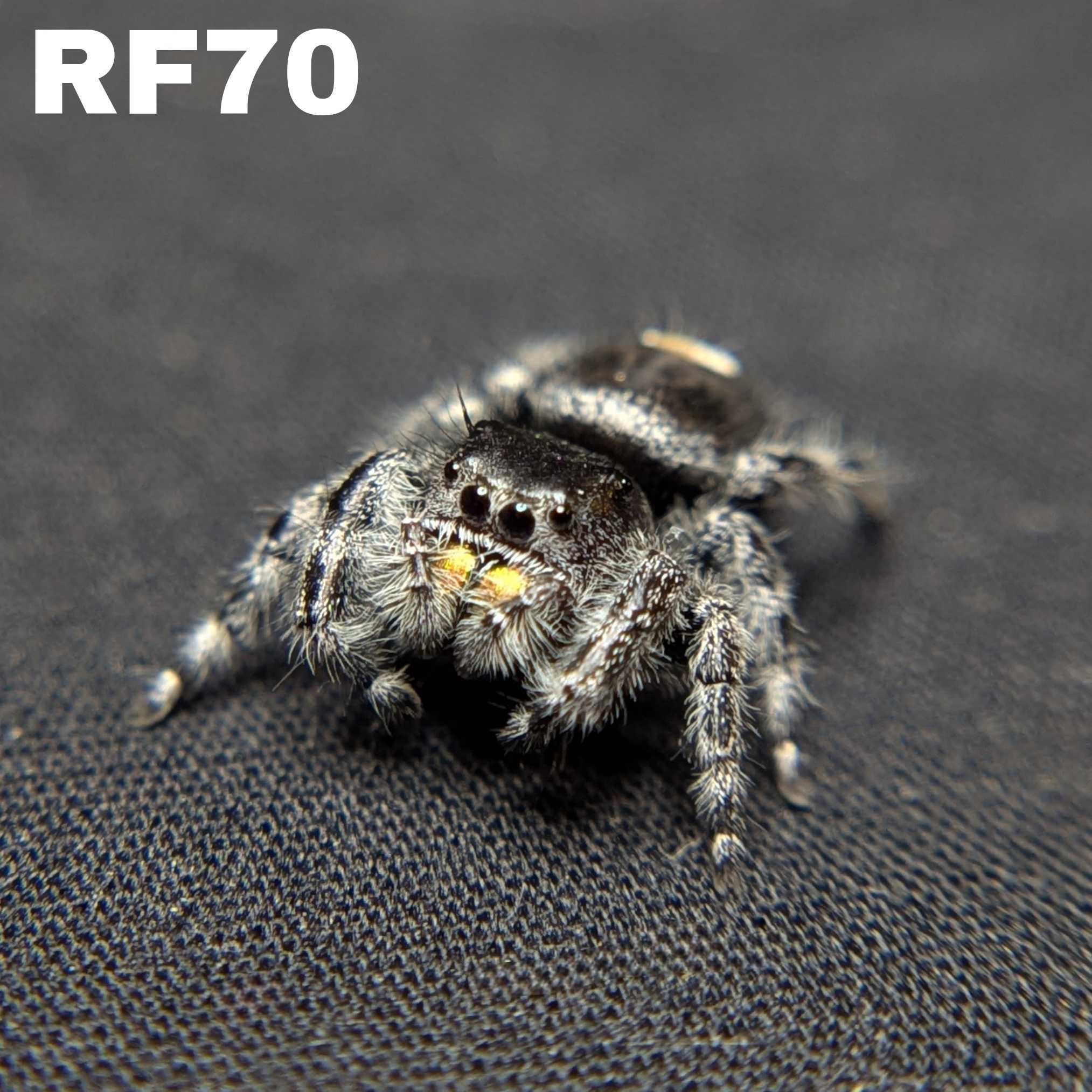Regal Jumping Spider "Jupiter"