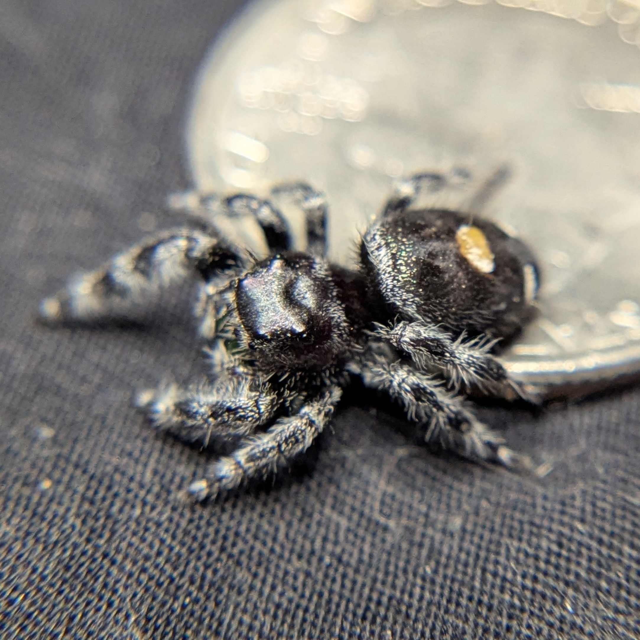 Regal Jumping Spider "Jupiter"