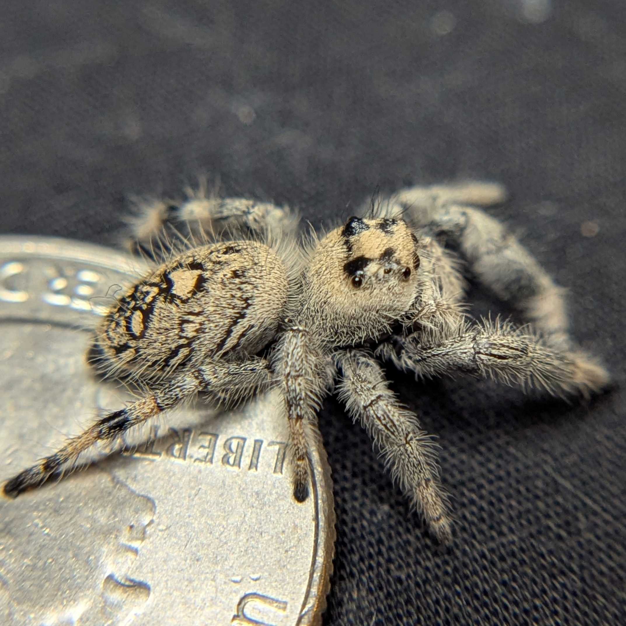Regal Jumping Spider "Yogurt"