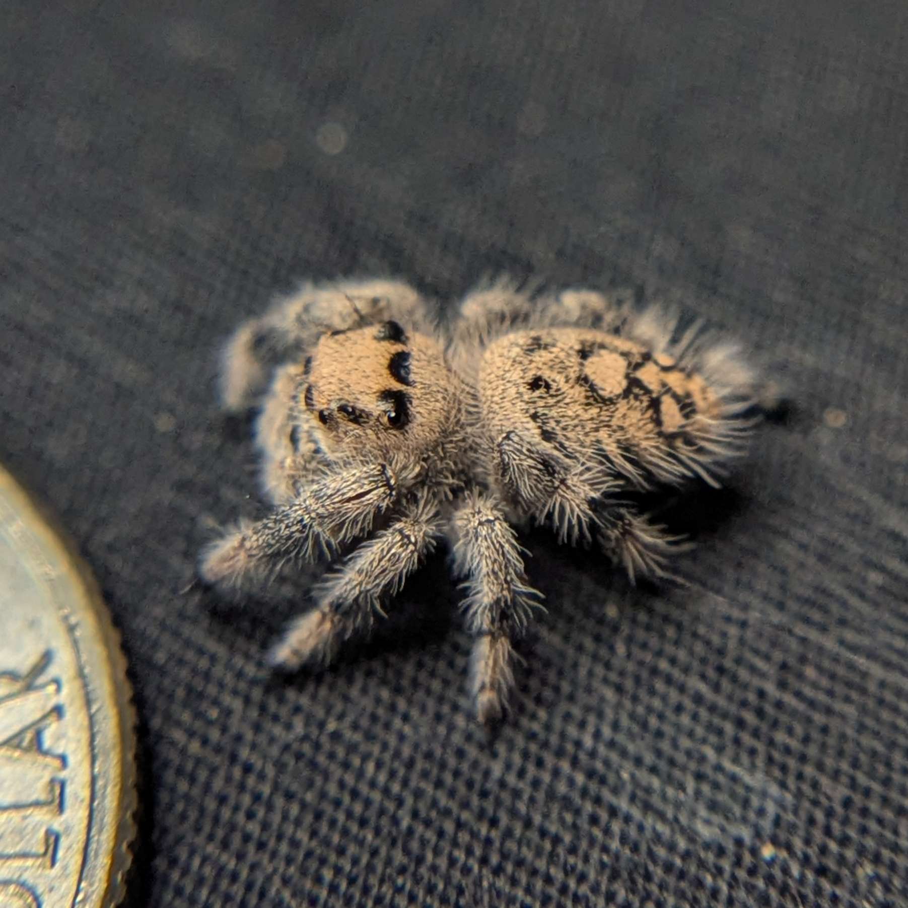 Female Regal Jumping Spider Sandy - Top View