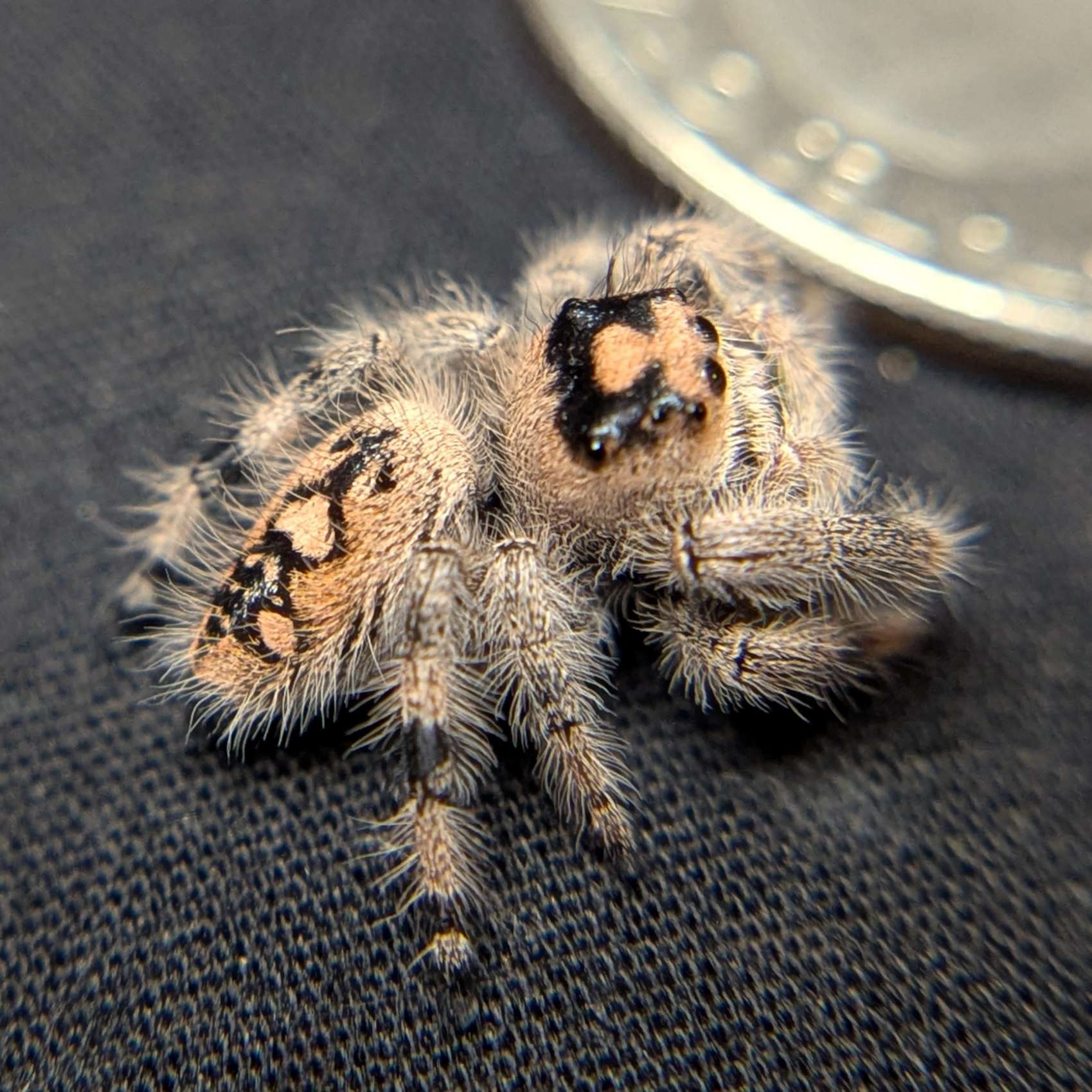 Regal Jumping Spider "Matilda"