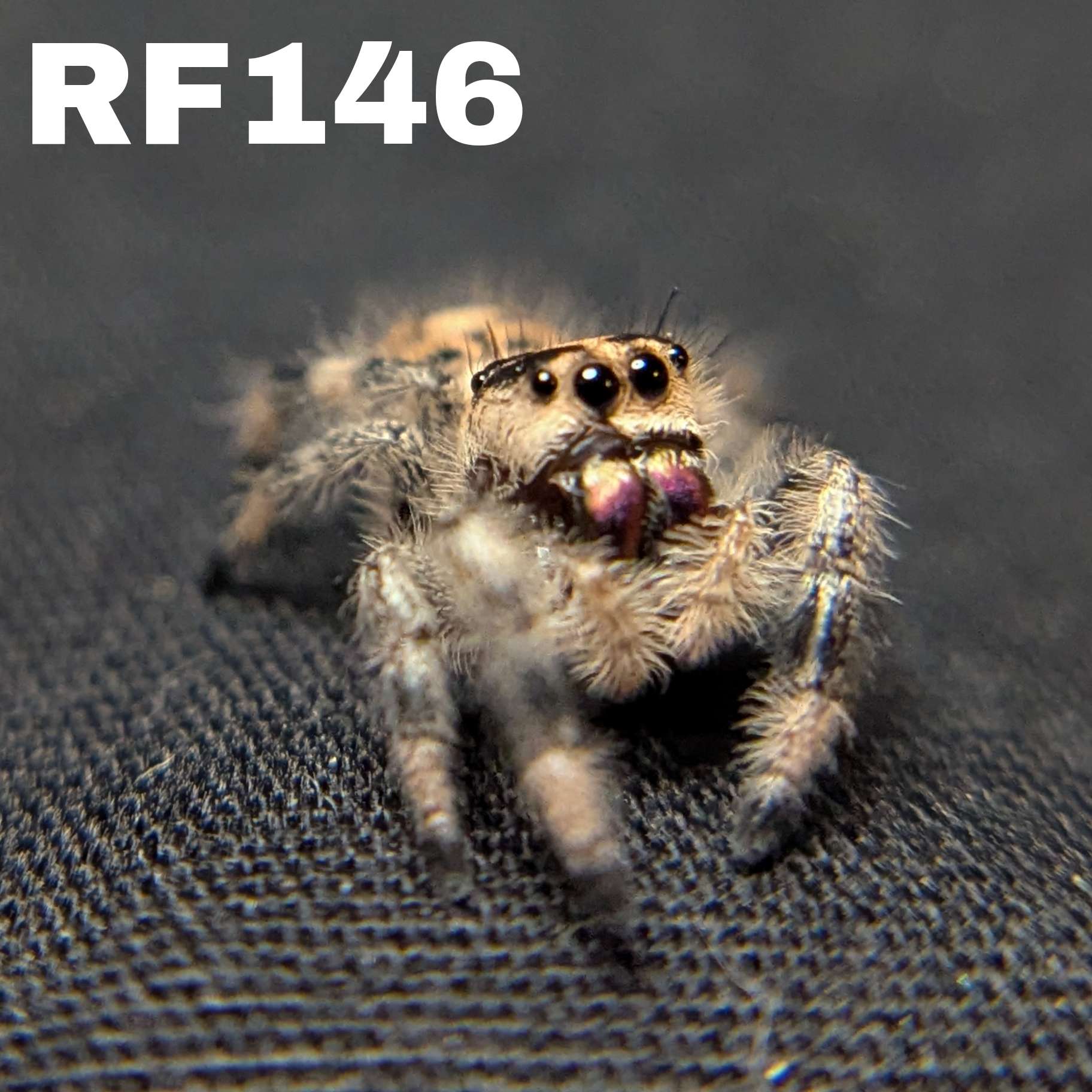 Regal Jumping Spider "Gothic"