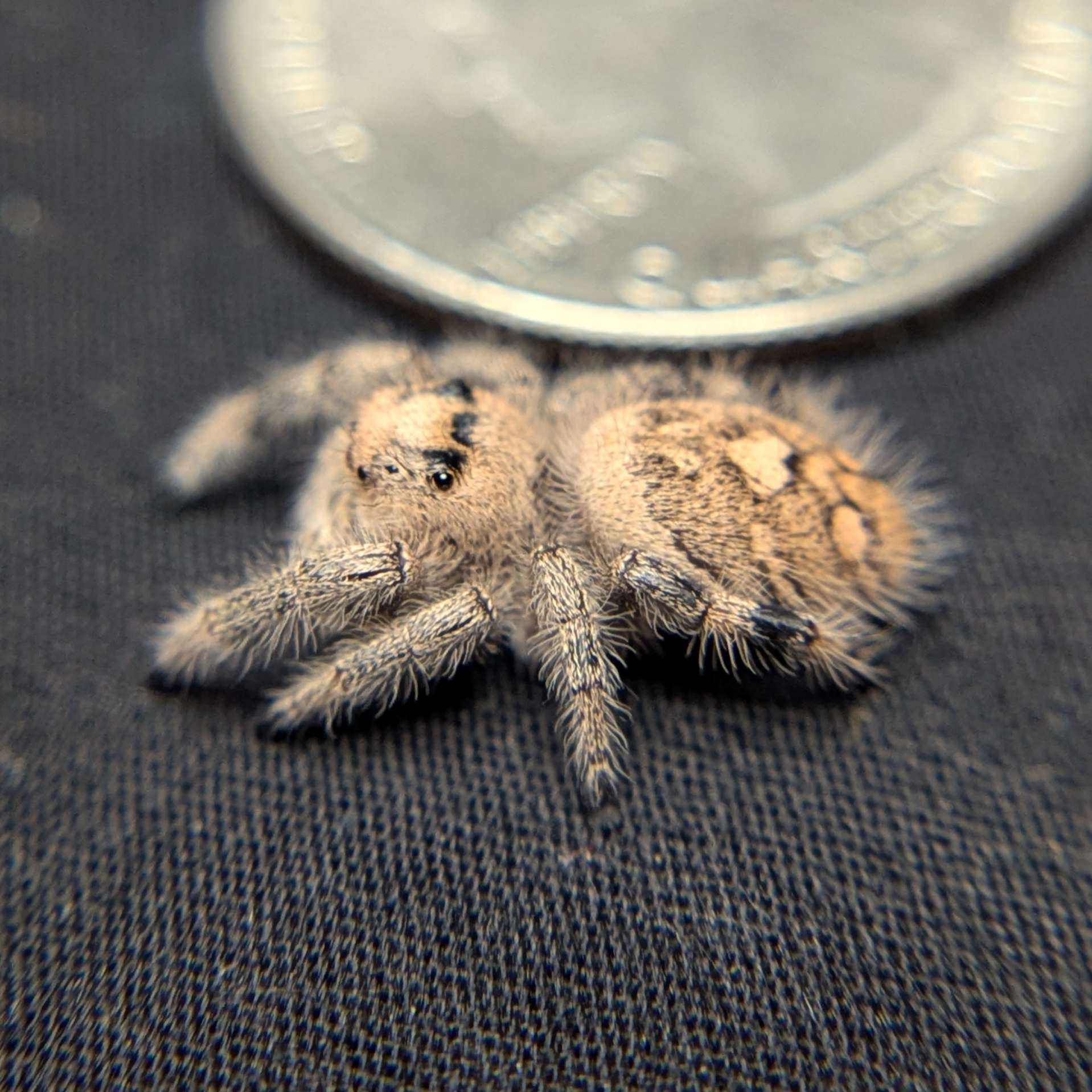 Regal Jumping Spider "Wafer"