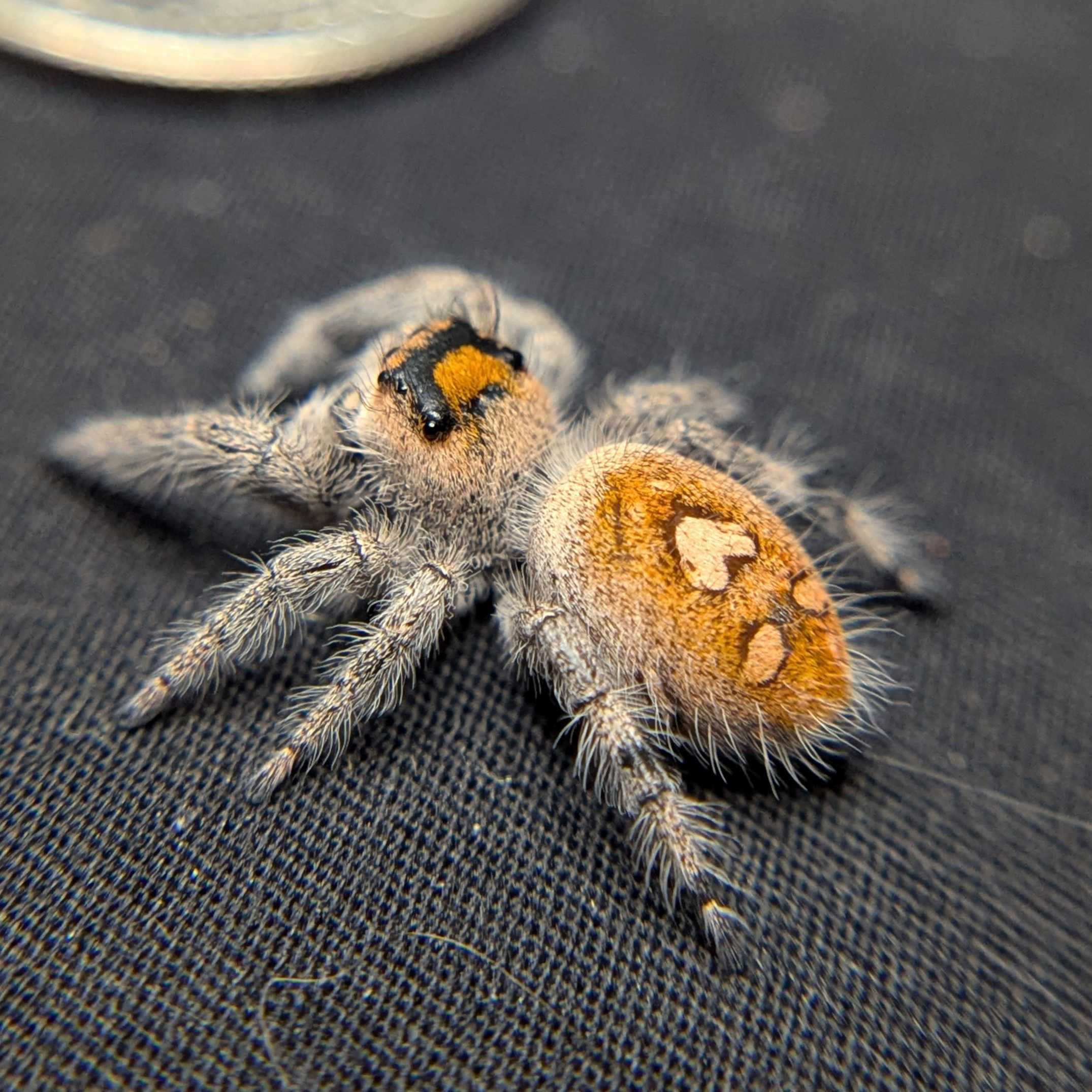 Regal Jumping Spider "Autumn"