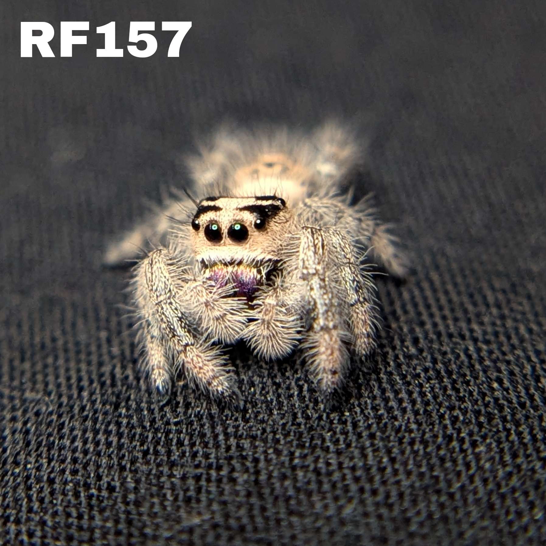 Regal Jumping Spider "Jamba"