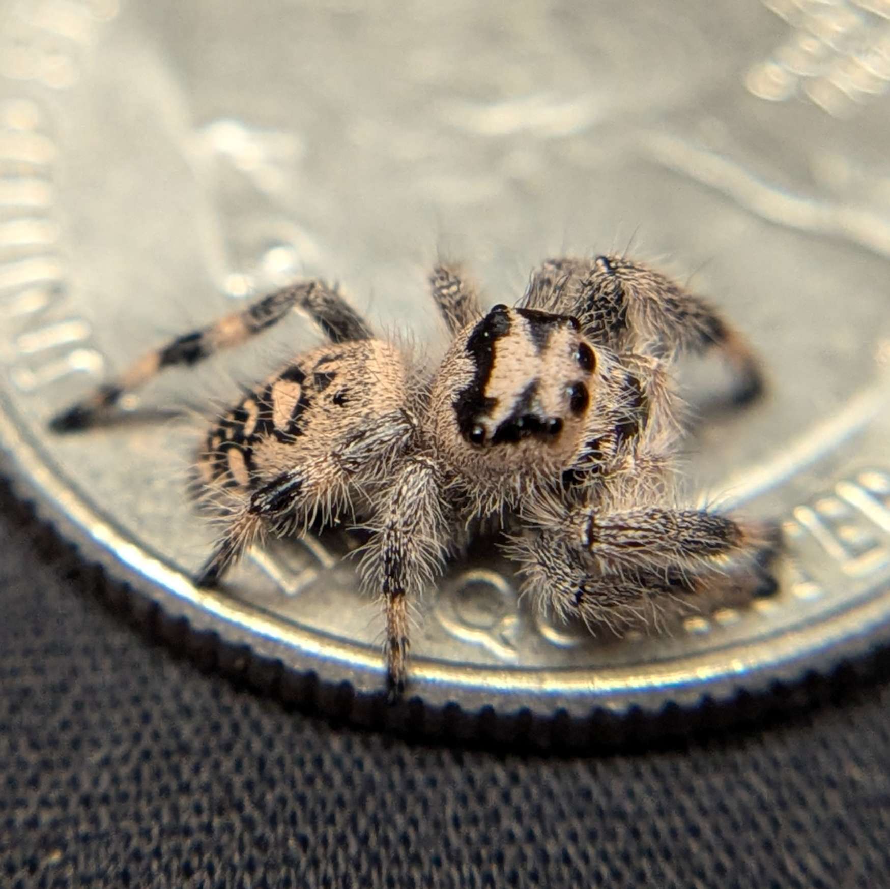 Regal Jumping Spider "Jamba"