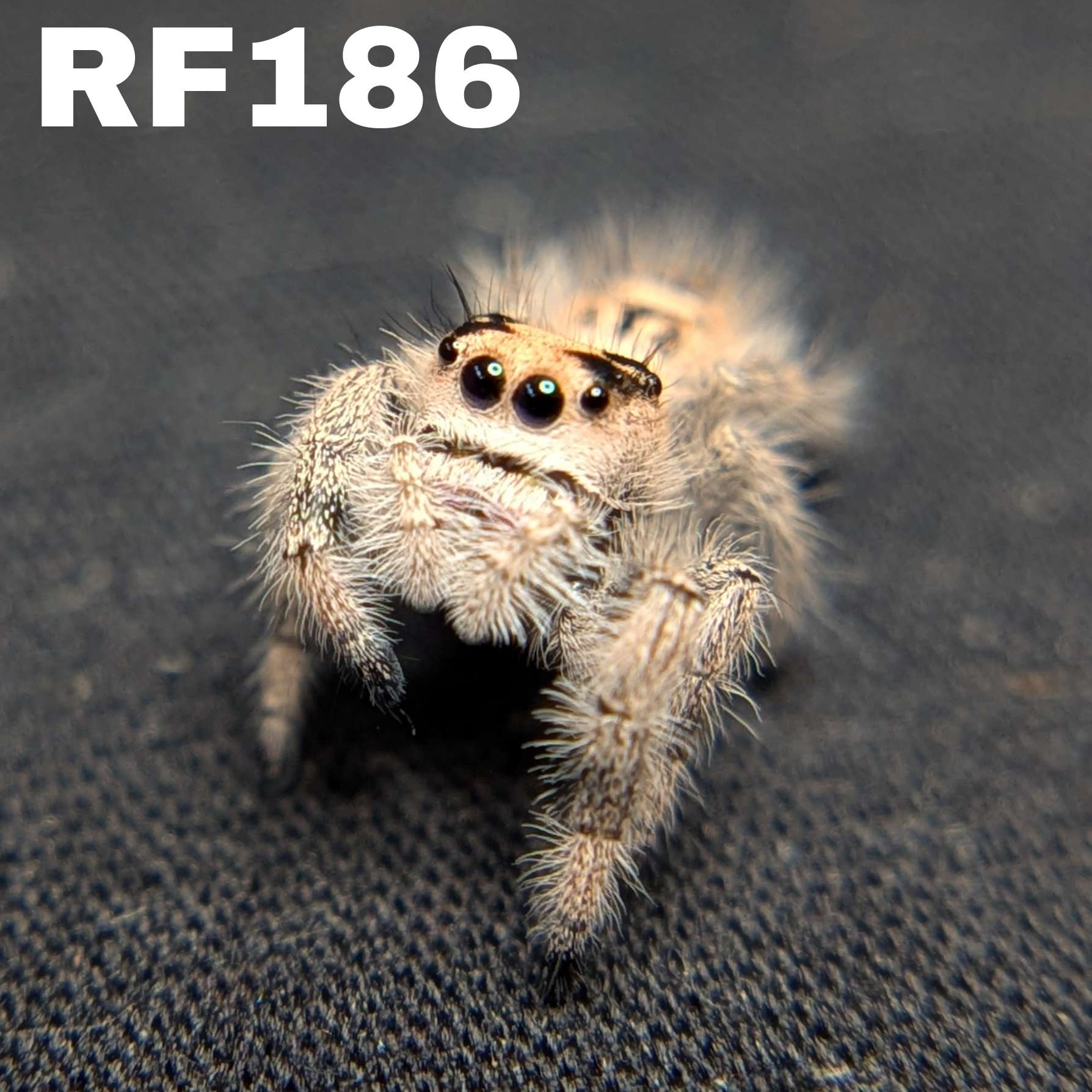 Regal Jumping Spider “Primrose”
