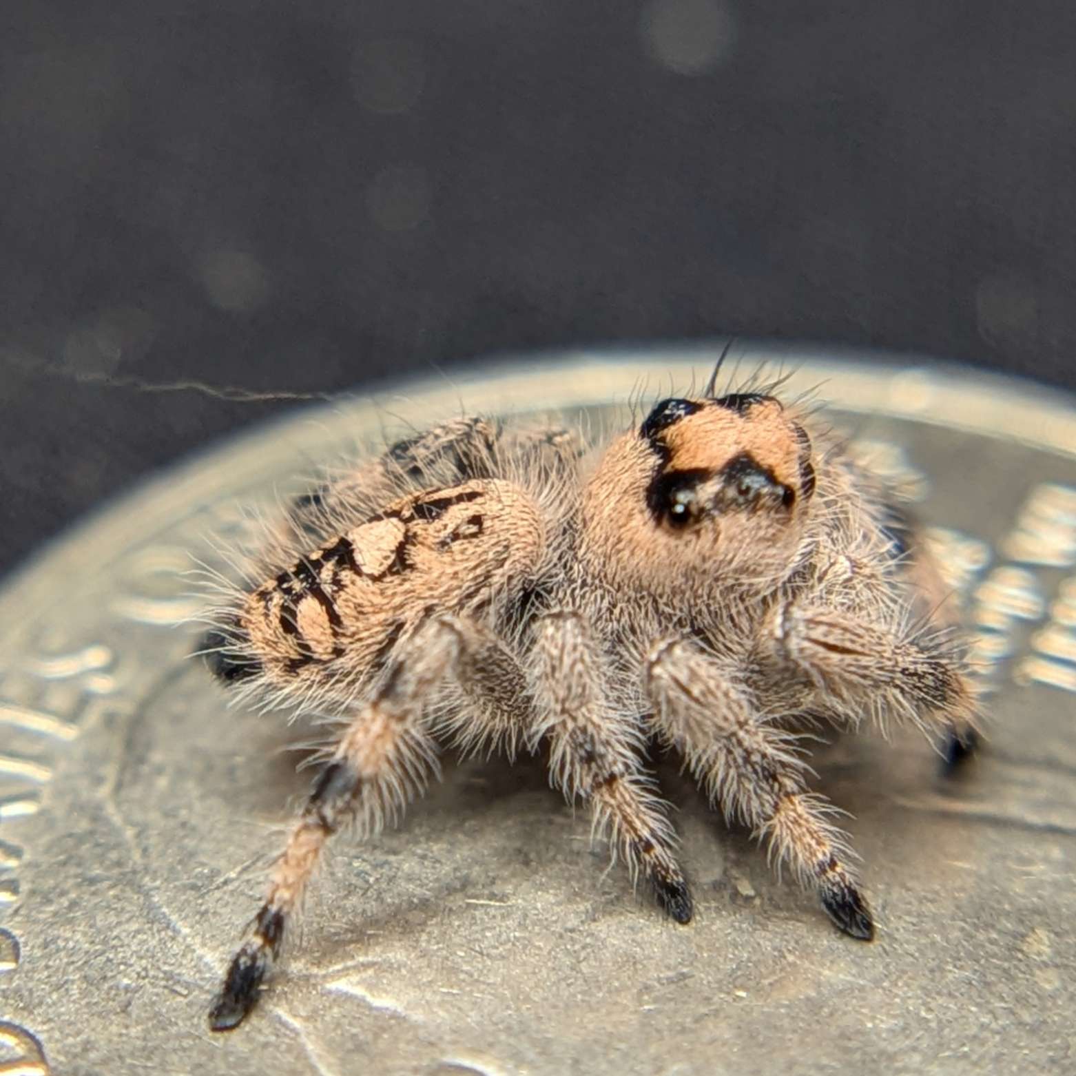 Regal Jumping Spider “Primrose”