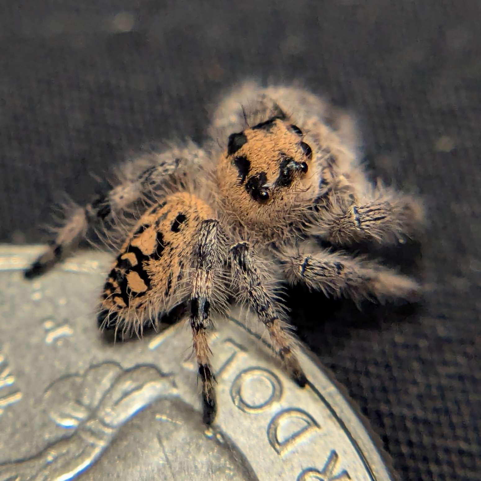 Regal Jumping Spider “Penny”