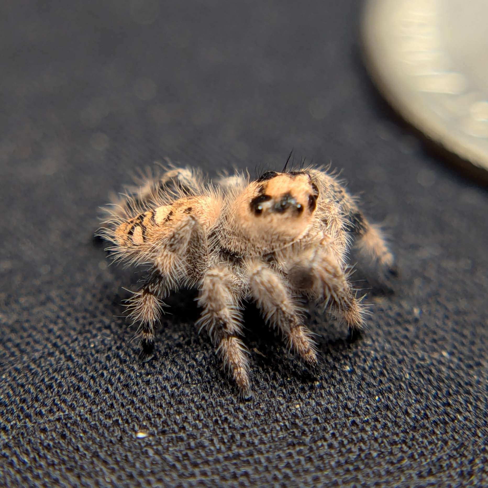 Regal Jumping Spider “Peanut Butter”