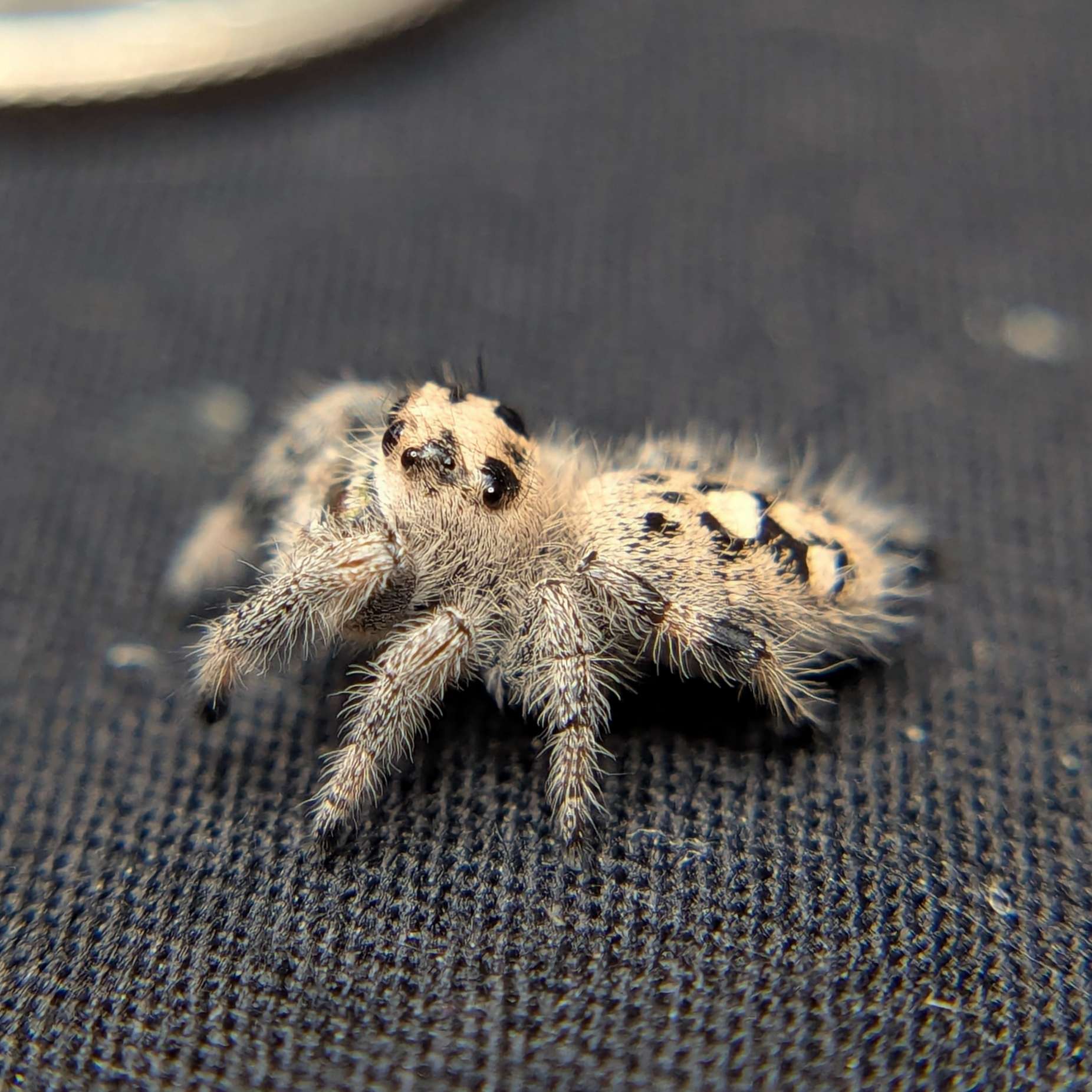 Female Regal Jumping Spider Nova - Side View