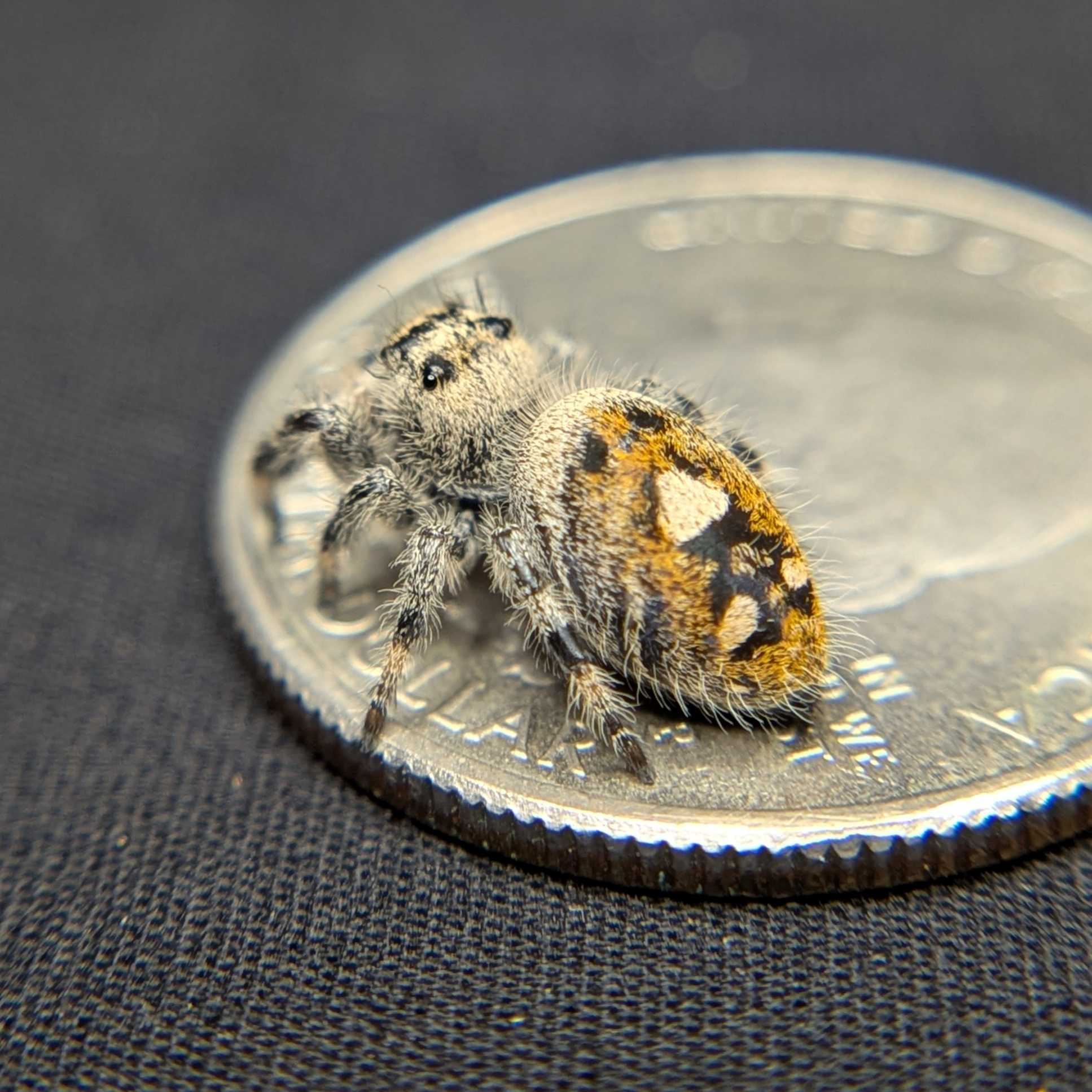 Female Regal Jumping Spider Daisy - Top View