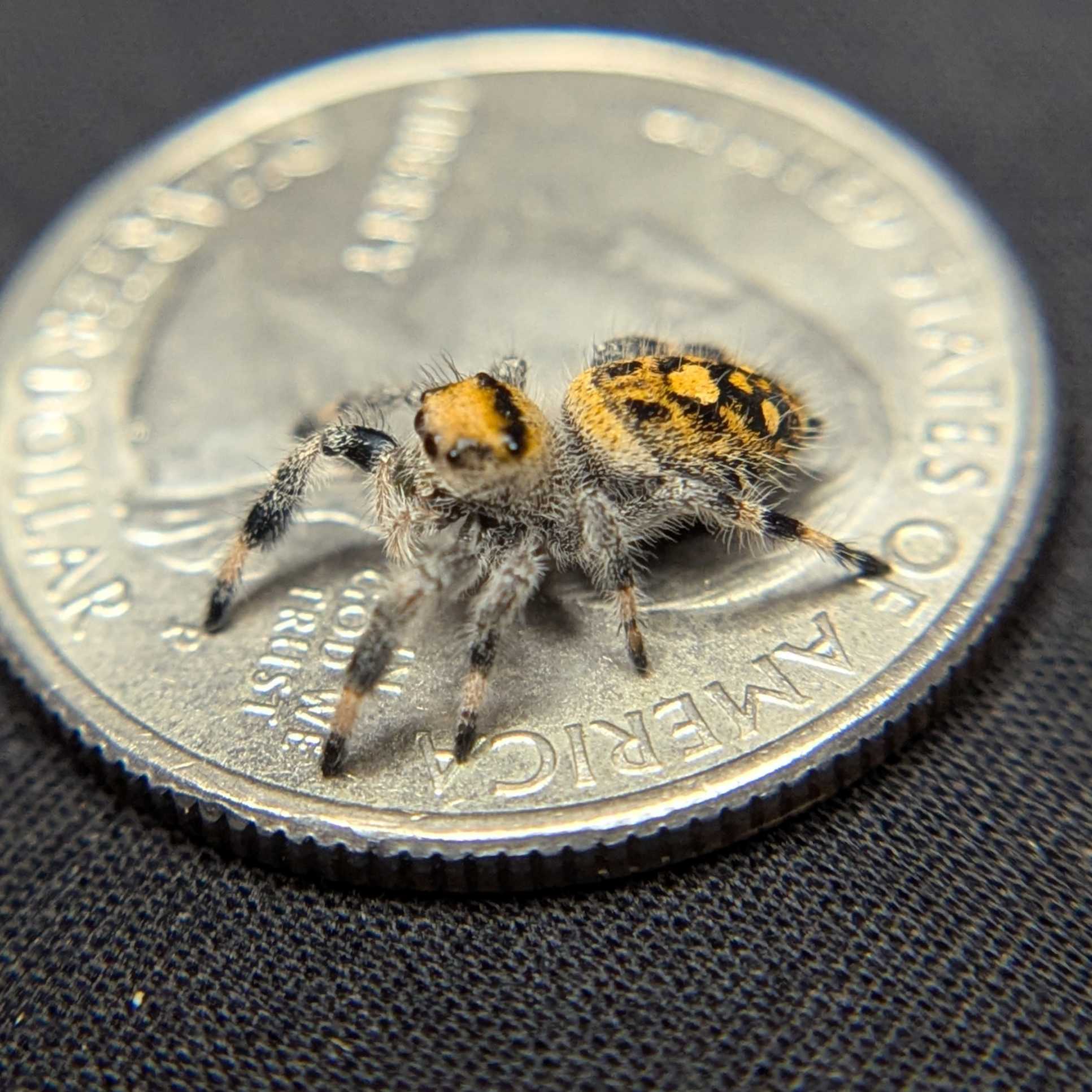Female Regal Jumping Spider Clementine - Side View